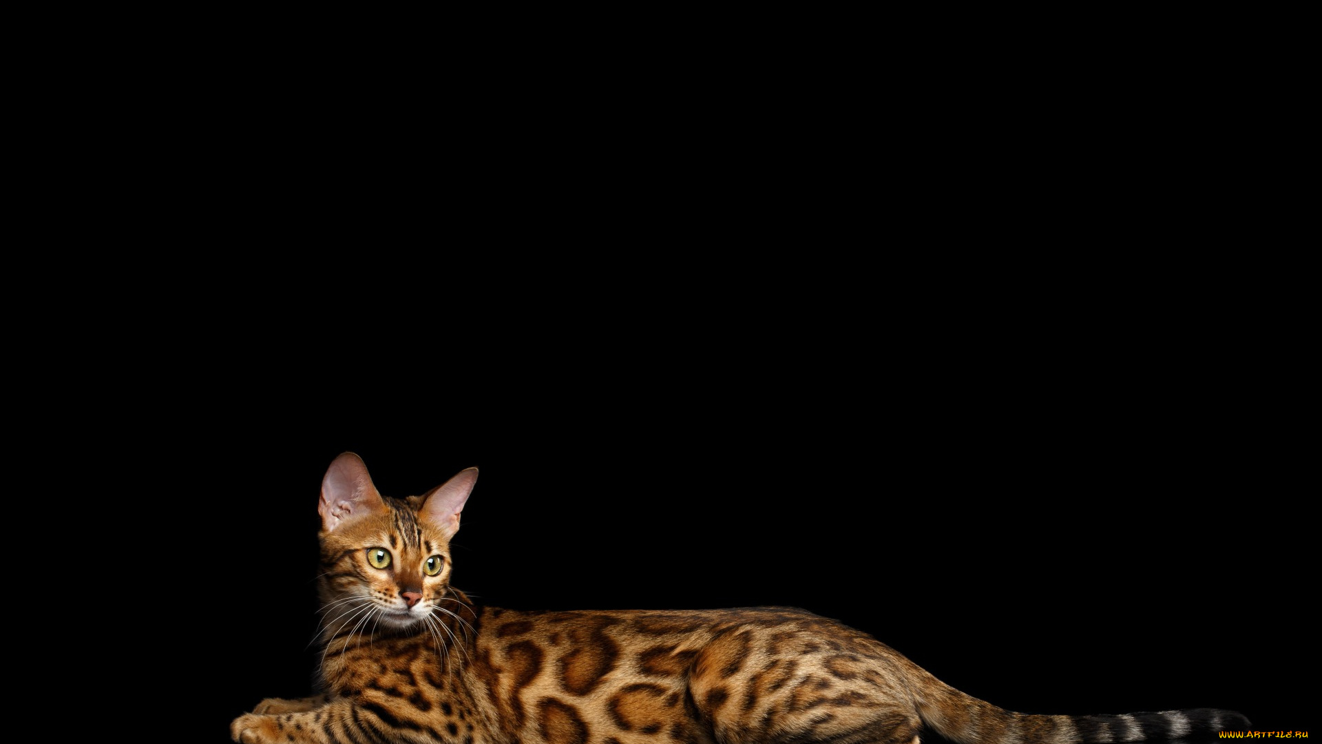 животные, коты, черный, фон, отдых