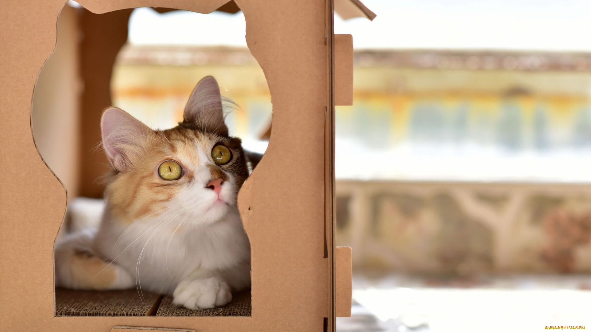 животные, коты, коробка, морда