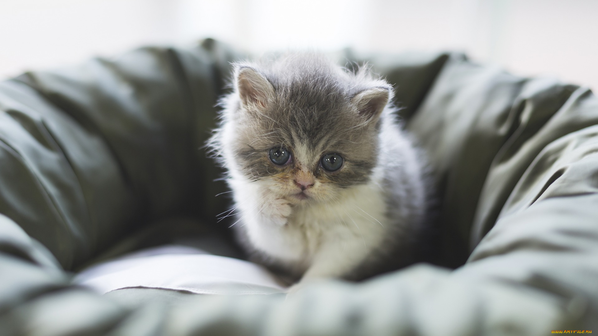 животные, коты, лежанка, котенок