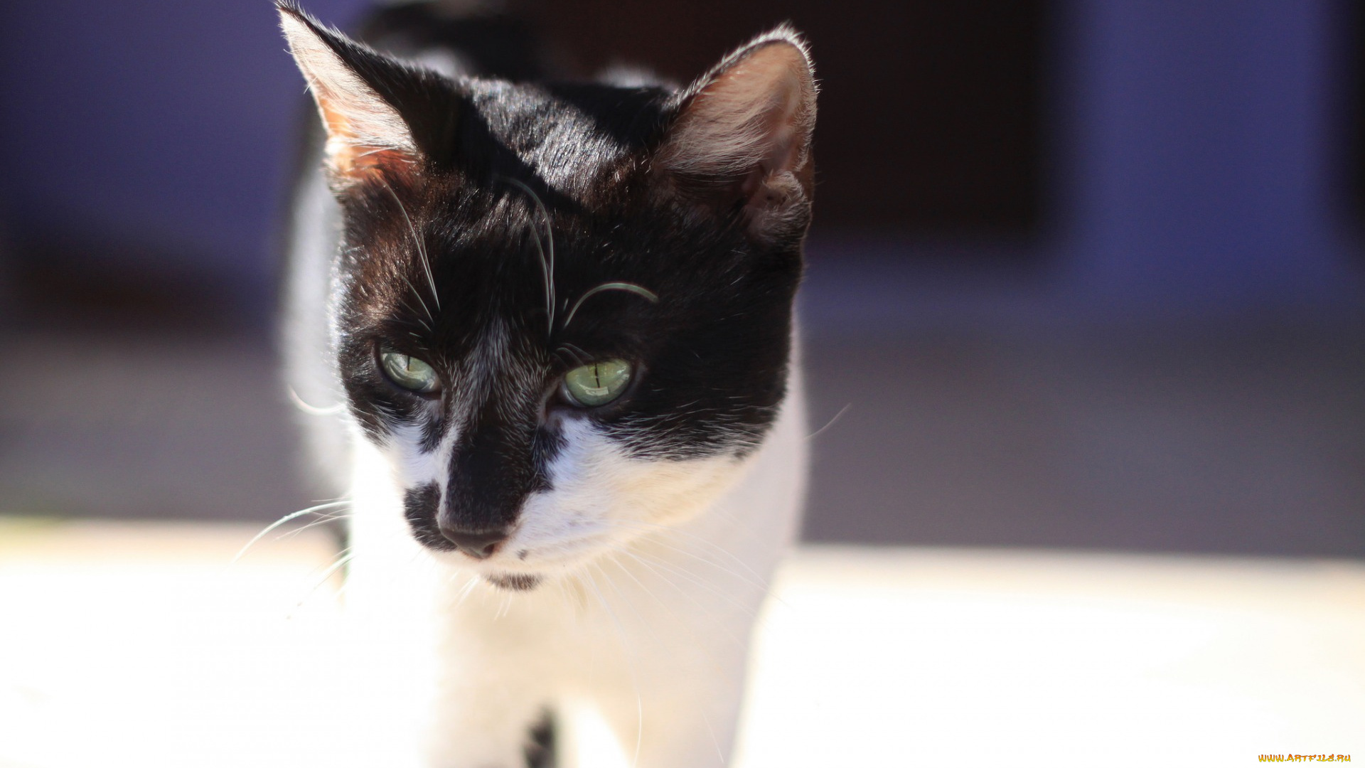 животные, коты, морда