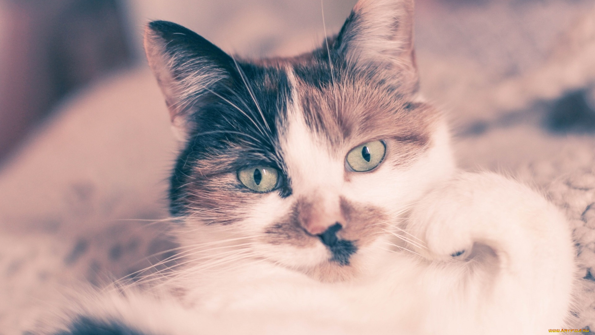 животные, коты, морда