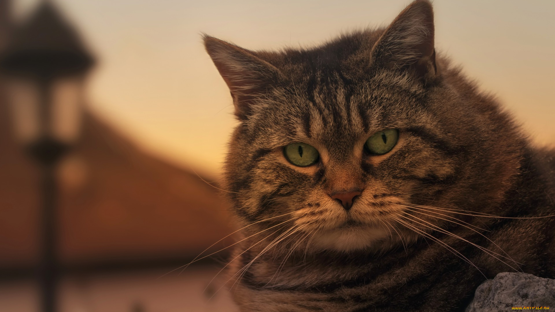 животные, коты, морда, фонарь