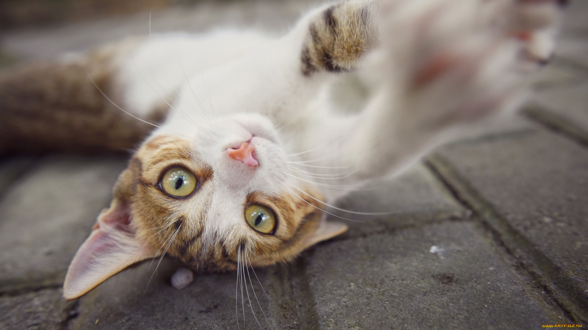животные, коты, морда, отдых, бетон