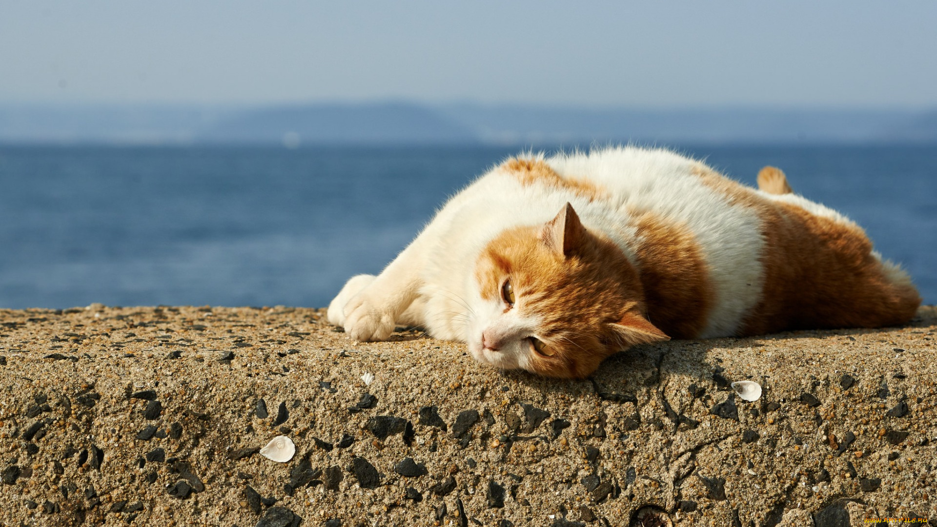 животные, коты, отдых, водоем, камень