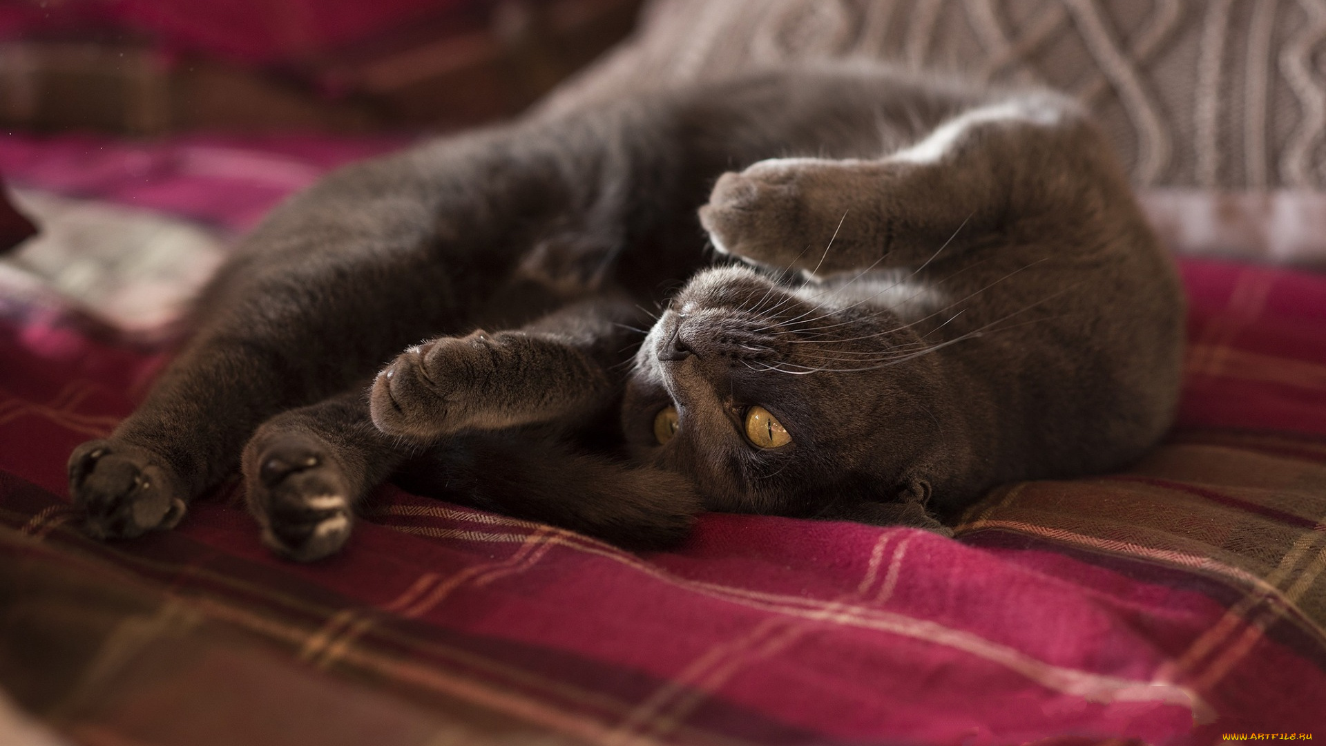 животные, коты, плед, отдых