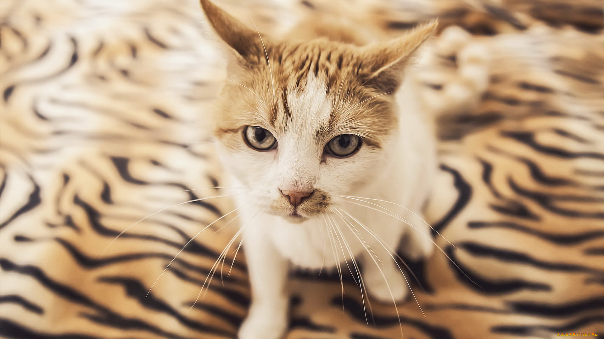 животные, коты, профиль, морда