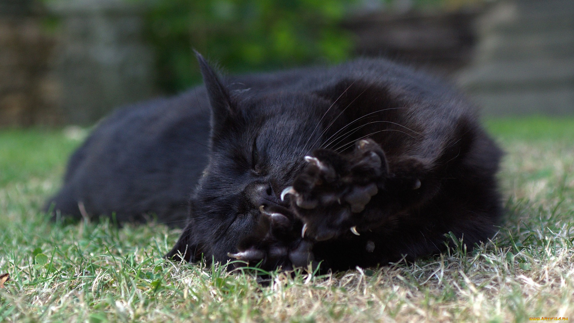 животные, коты, трава, сон, отдых, черный, цвет