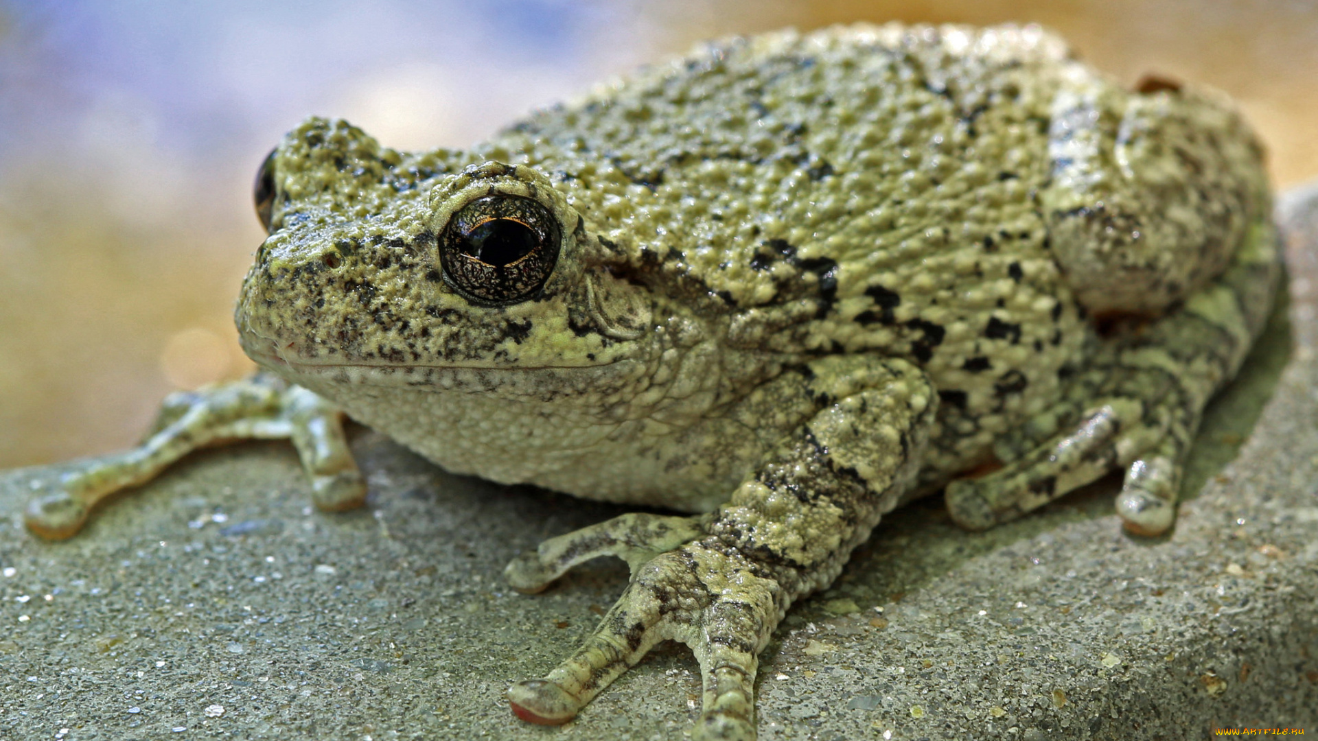 животные, лягушки, жаба
