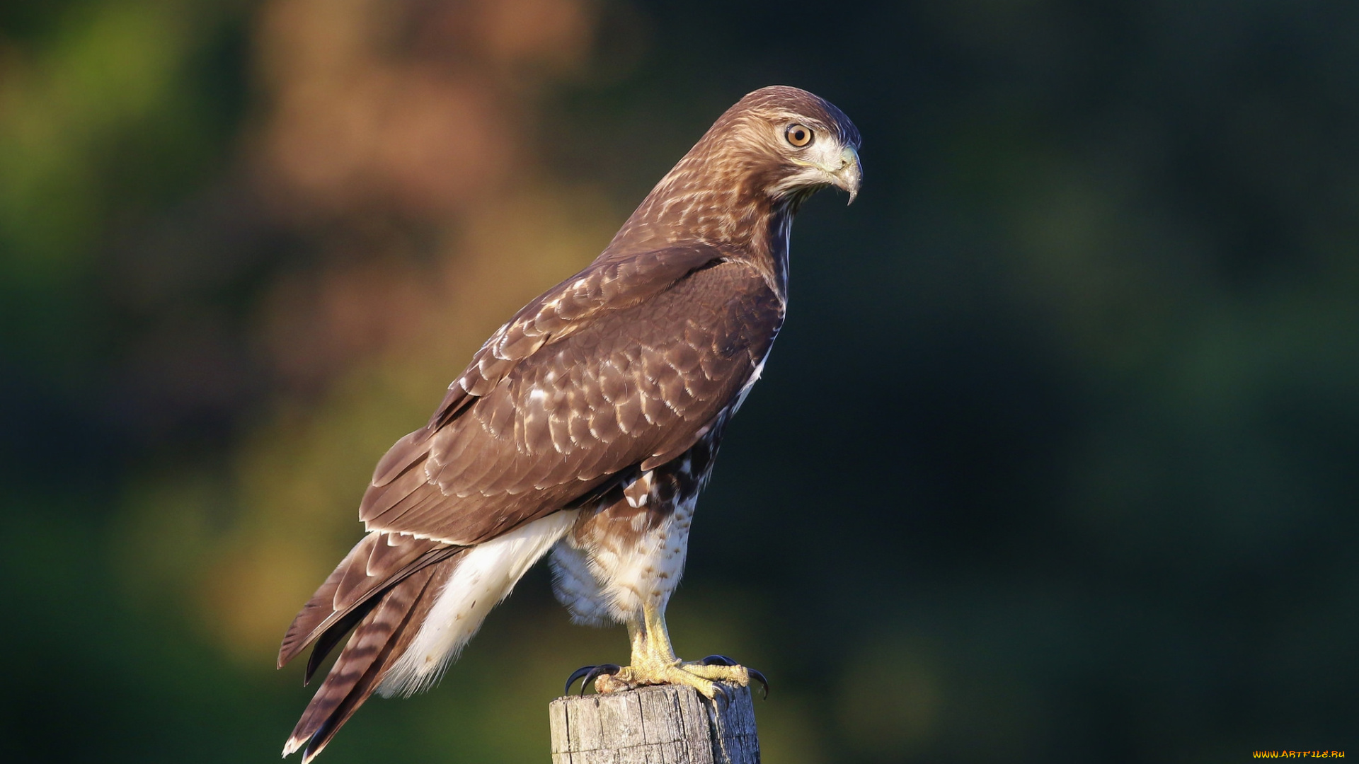 животные, птицы, -, хищники, птичка