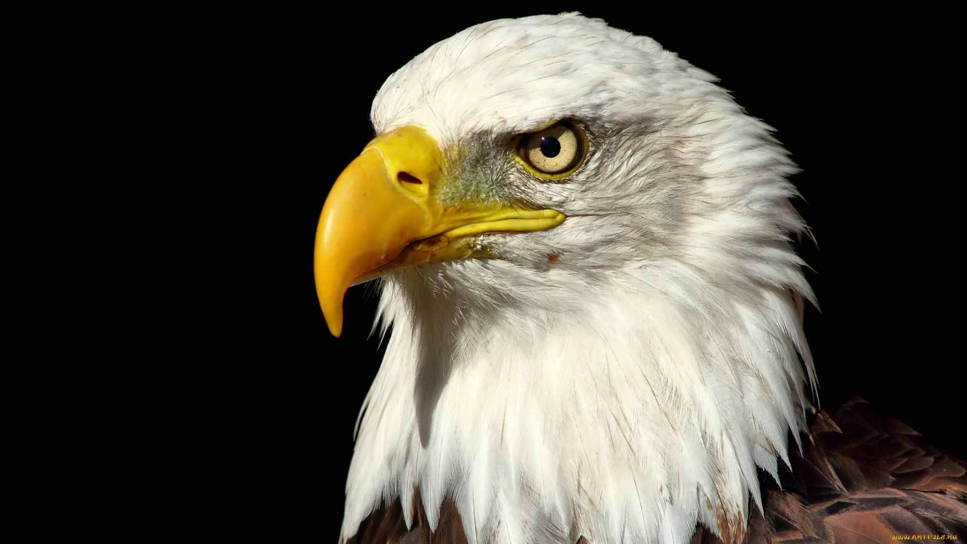 животные, птицы, -, хищники, птичка