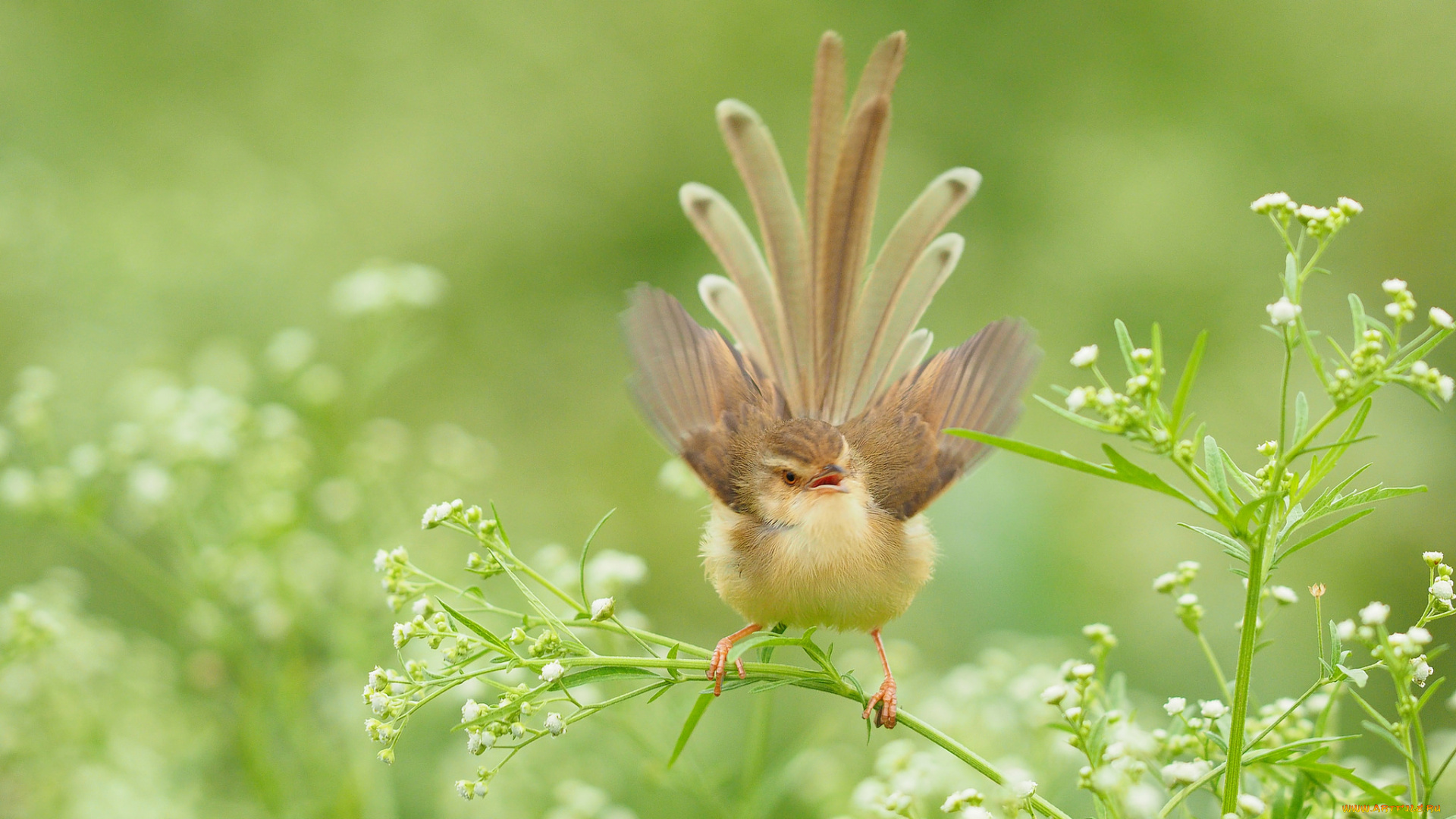животные, птицы, перья, окрас, птица