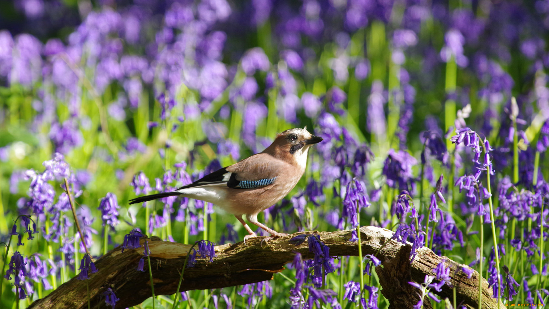животные, птицы, птица, перья, окрас