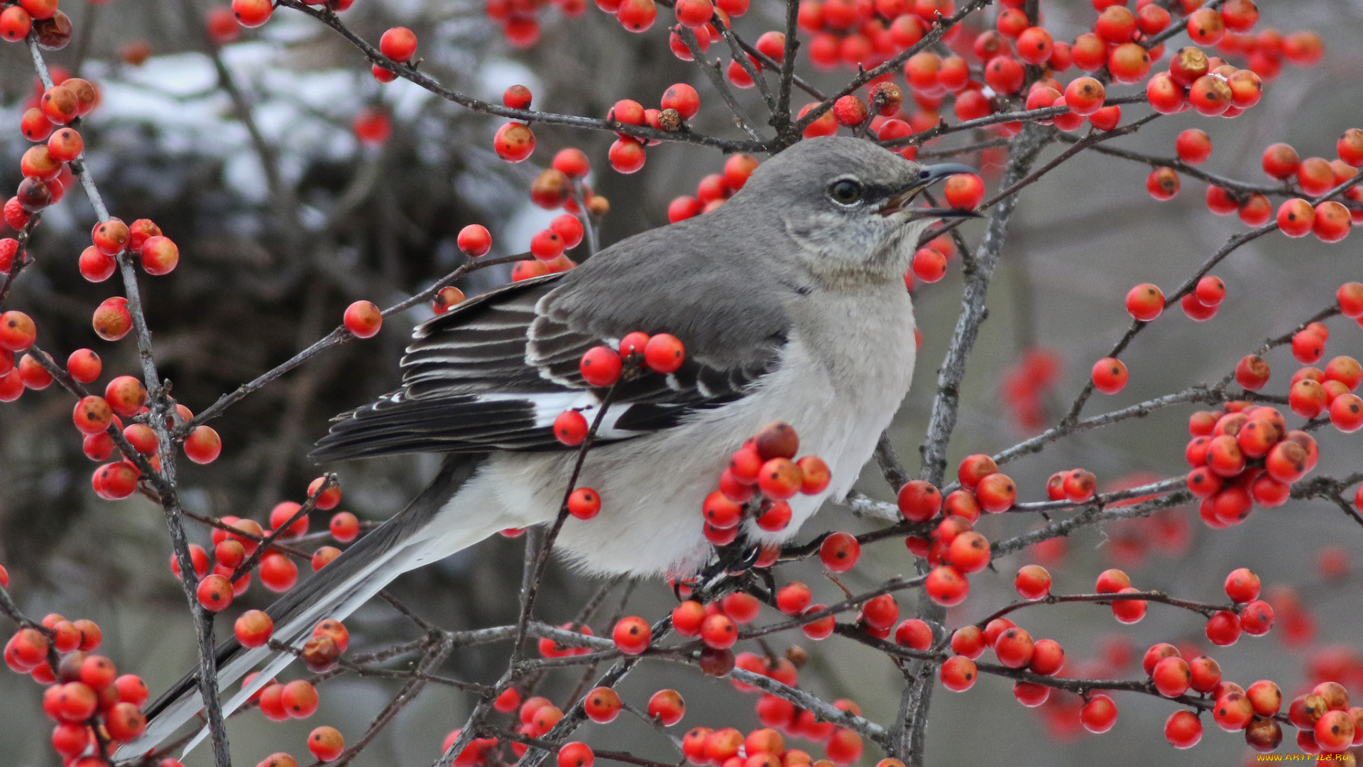 животные, птицы, птица, ягоды