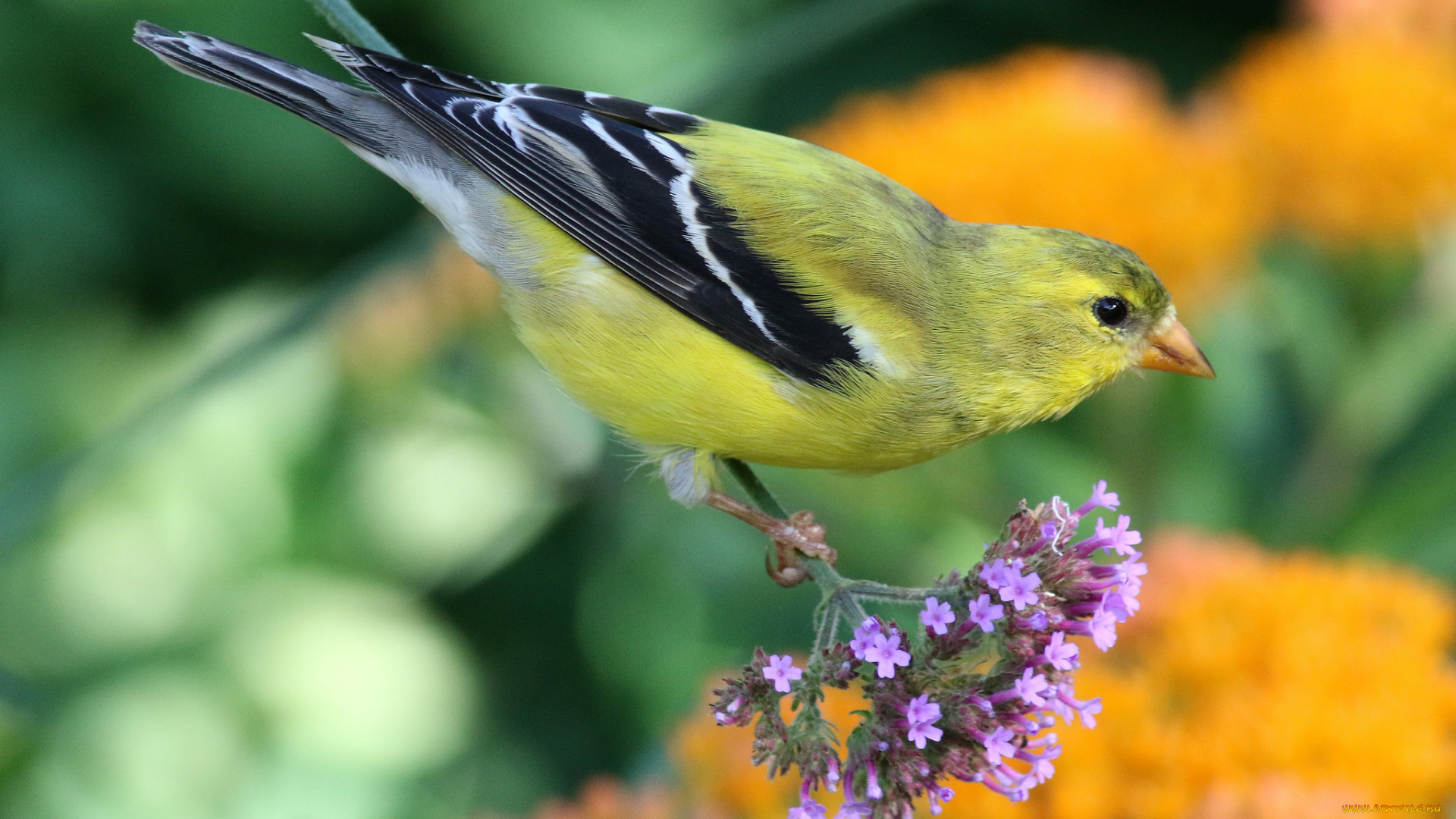 животные, птицы, птичка