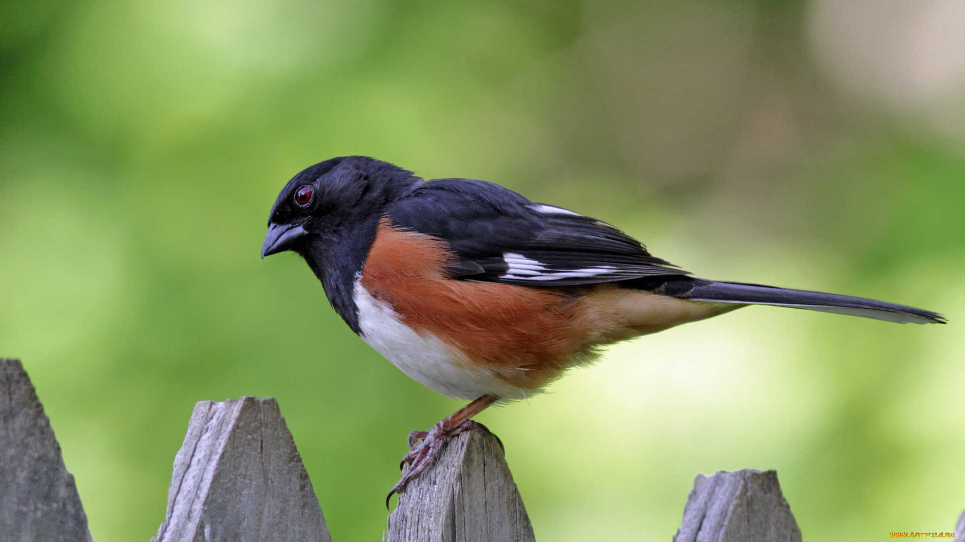 животные, птицы, птичка