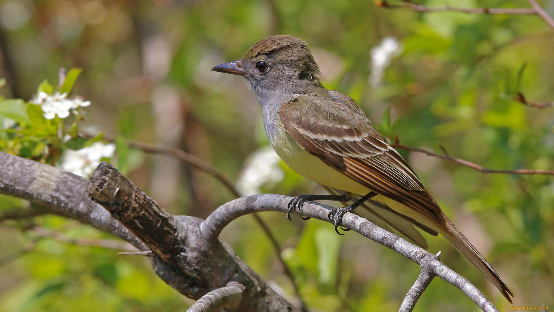 животные, птицы, птичка