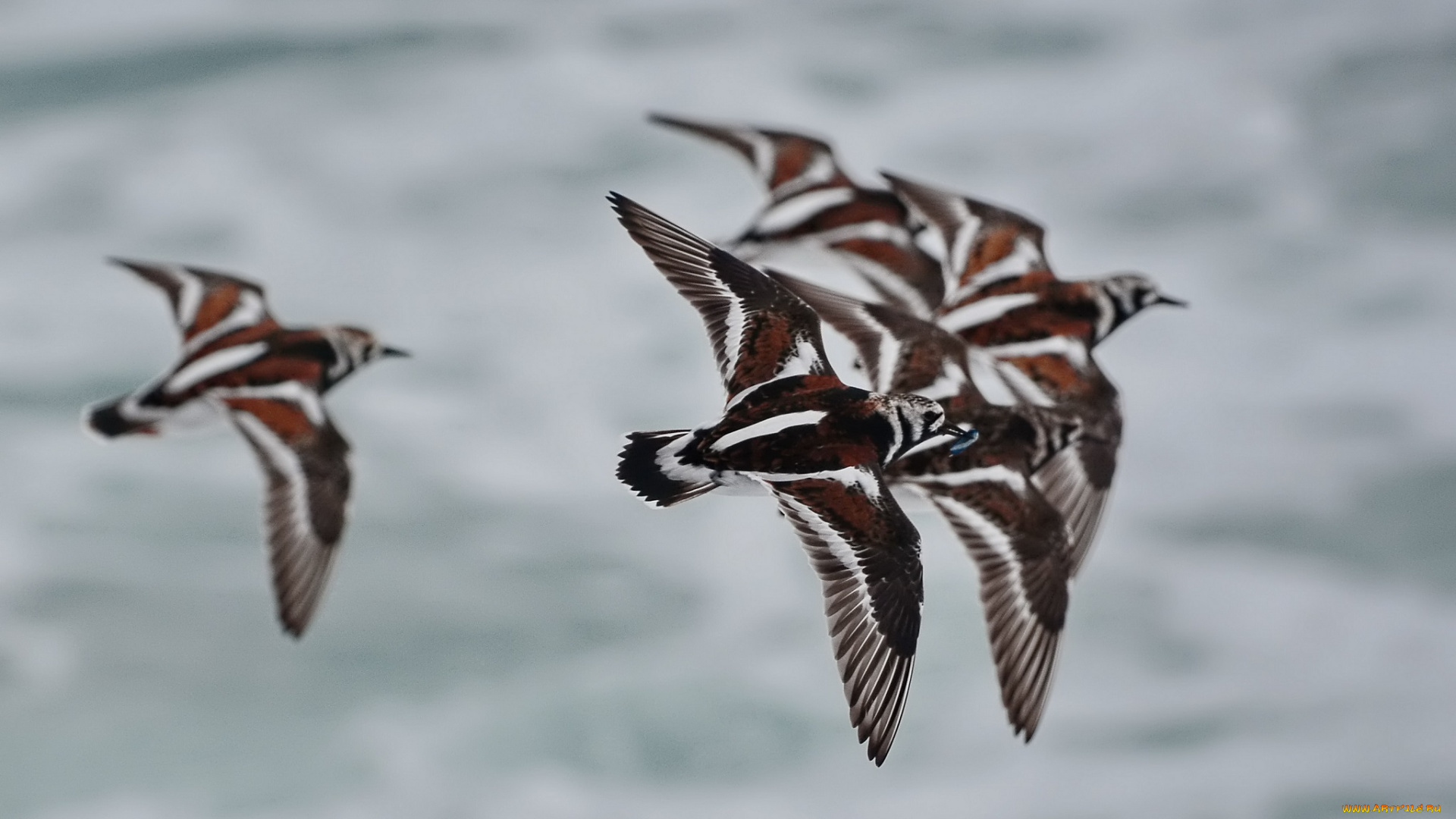 животные, птицы, сан, мигель, фотоохота, камнешарка, азоры, азорские, острова