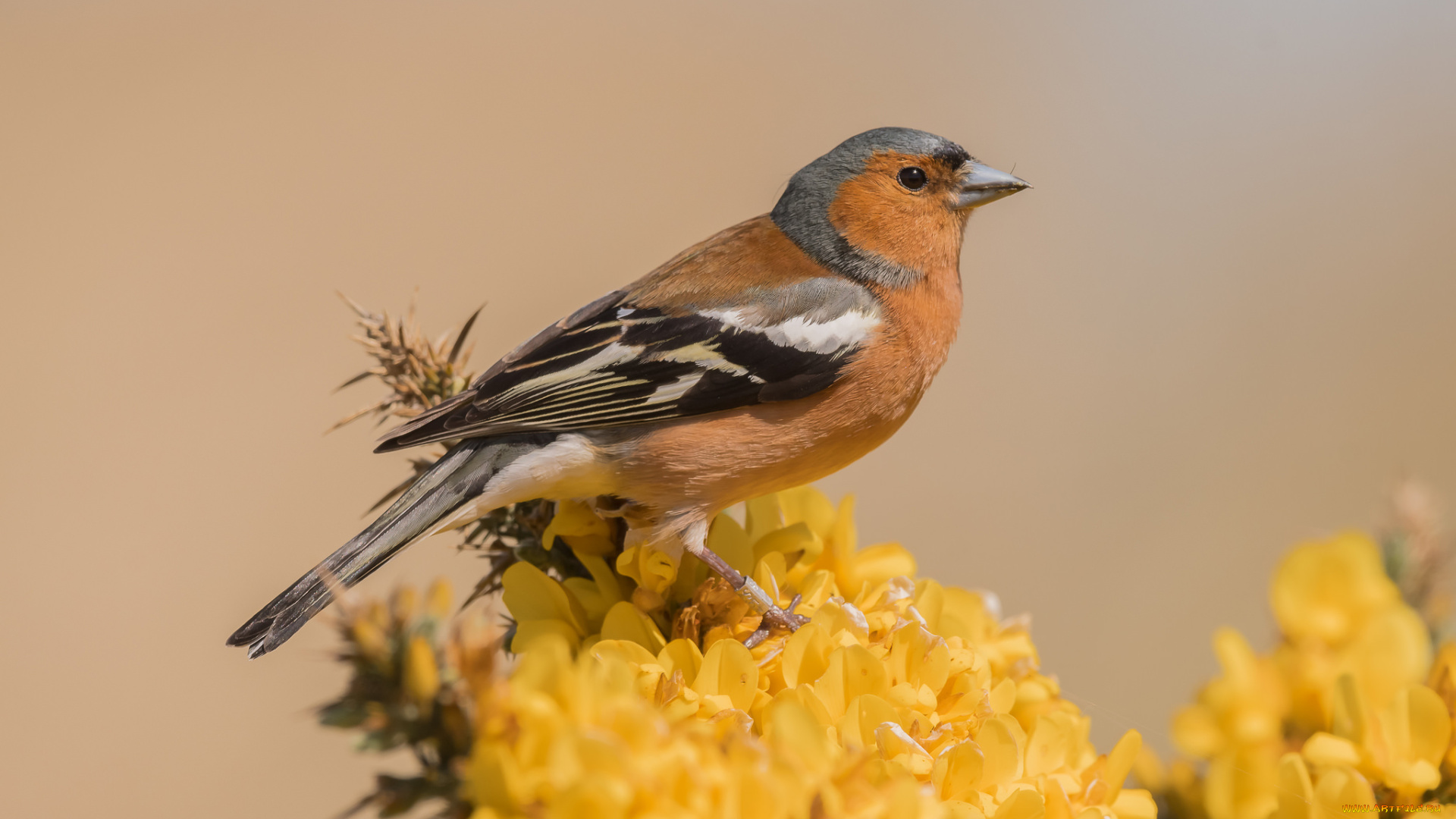 животные, щеглы, , чижи, птичка