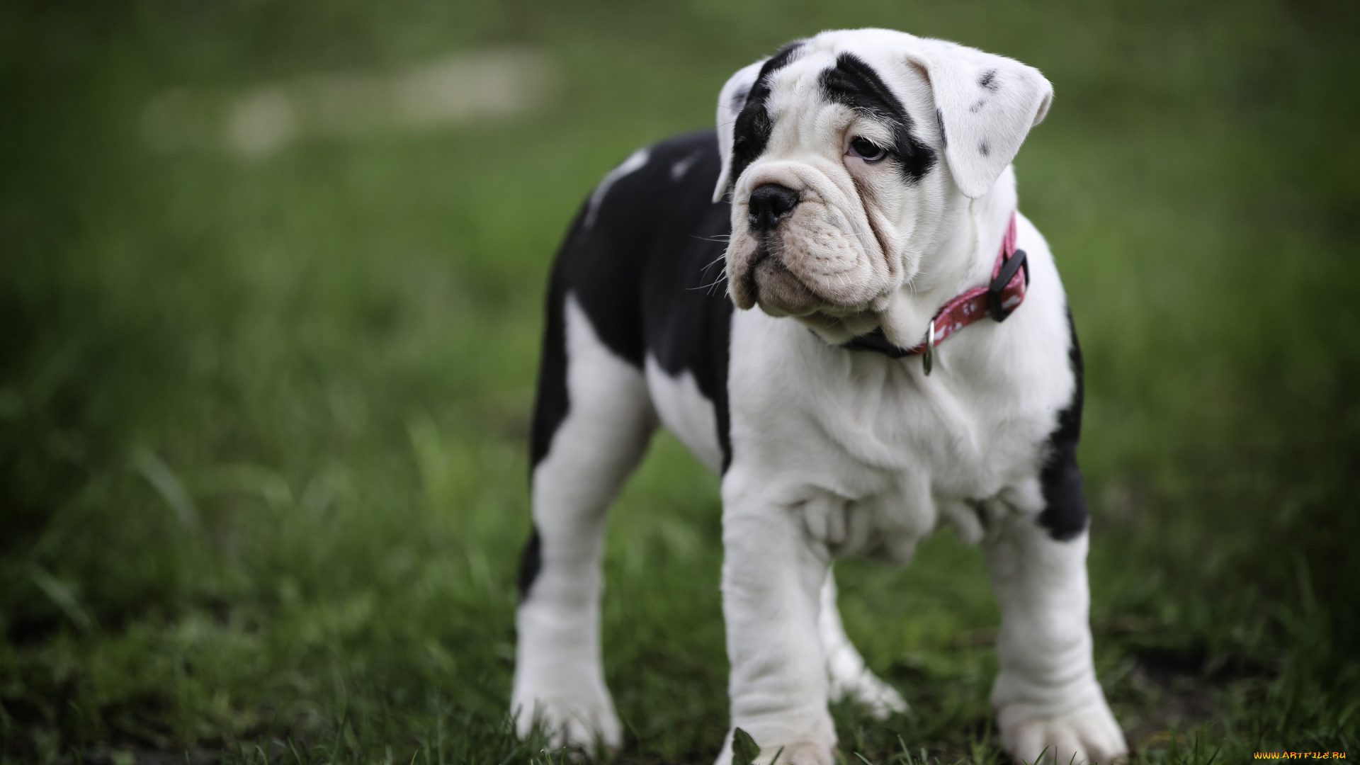 животные, собаки, щенок, собака, трава, боке