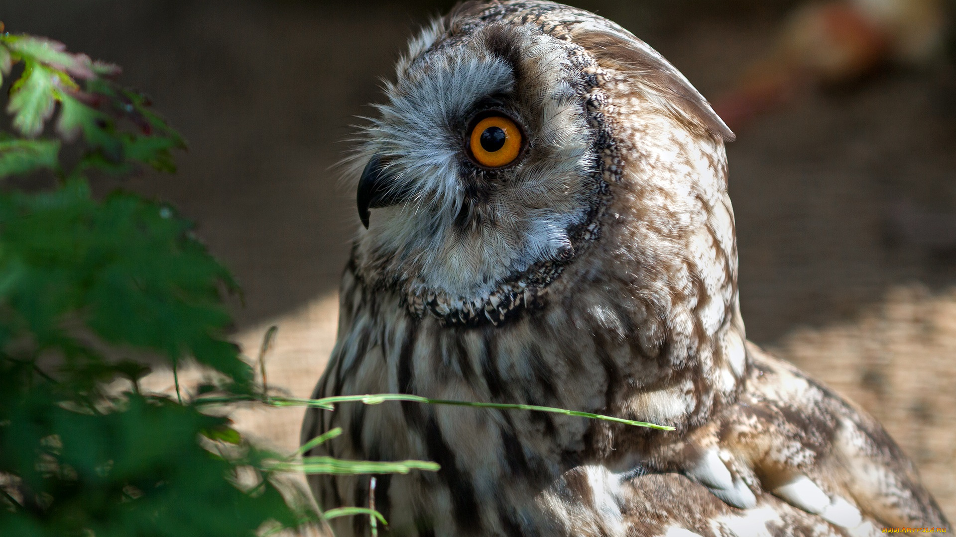 животные, совы, птичка