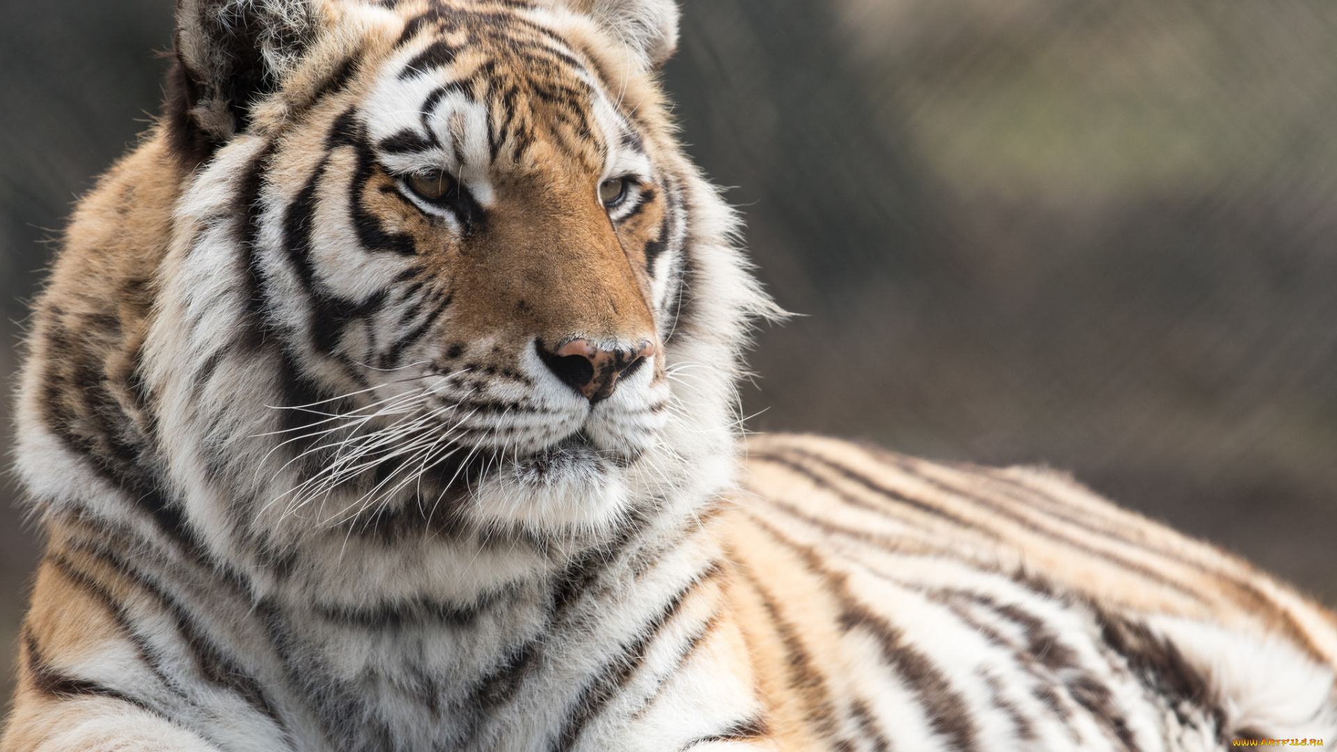 животные, тигры, амурский, тигр, кошка, отдых