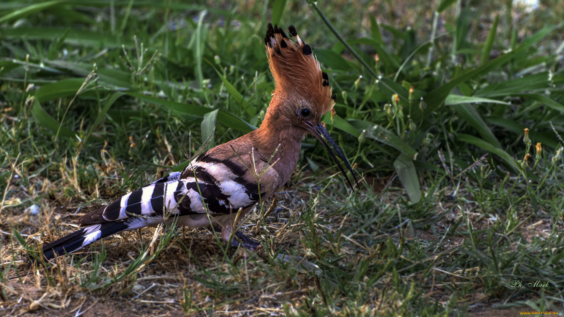 животные, удоды, птичка