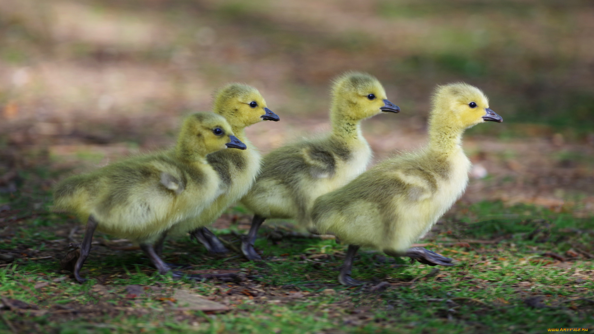 животные, утки, фон, малыши, дети