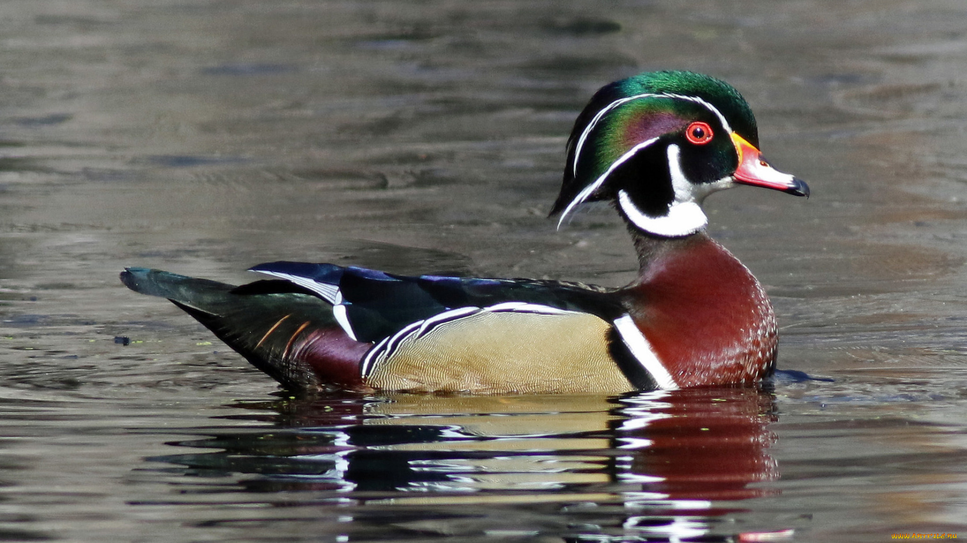 животные, утки, утка