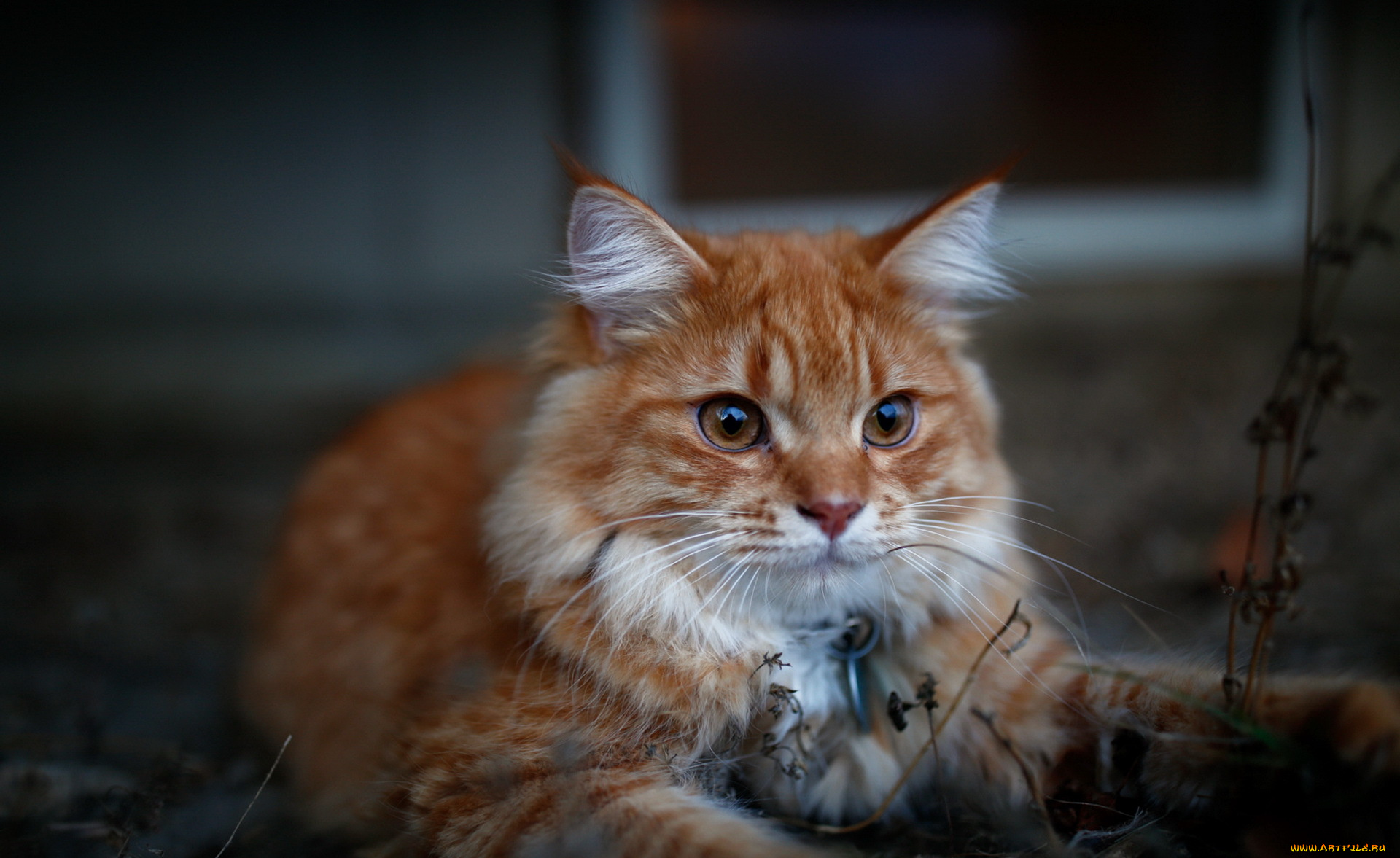 животные, коты, медальон, растение, отдых