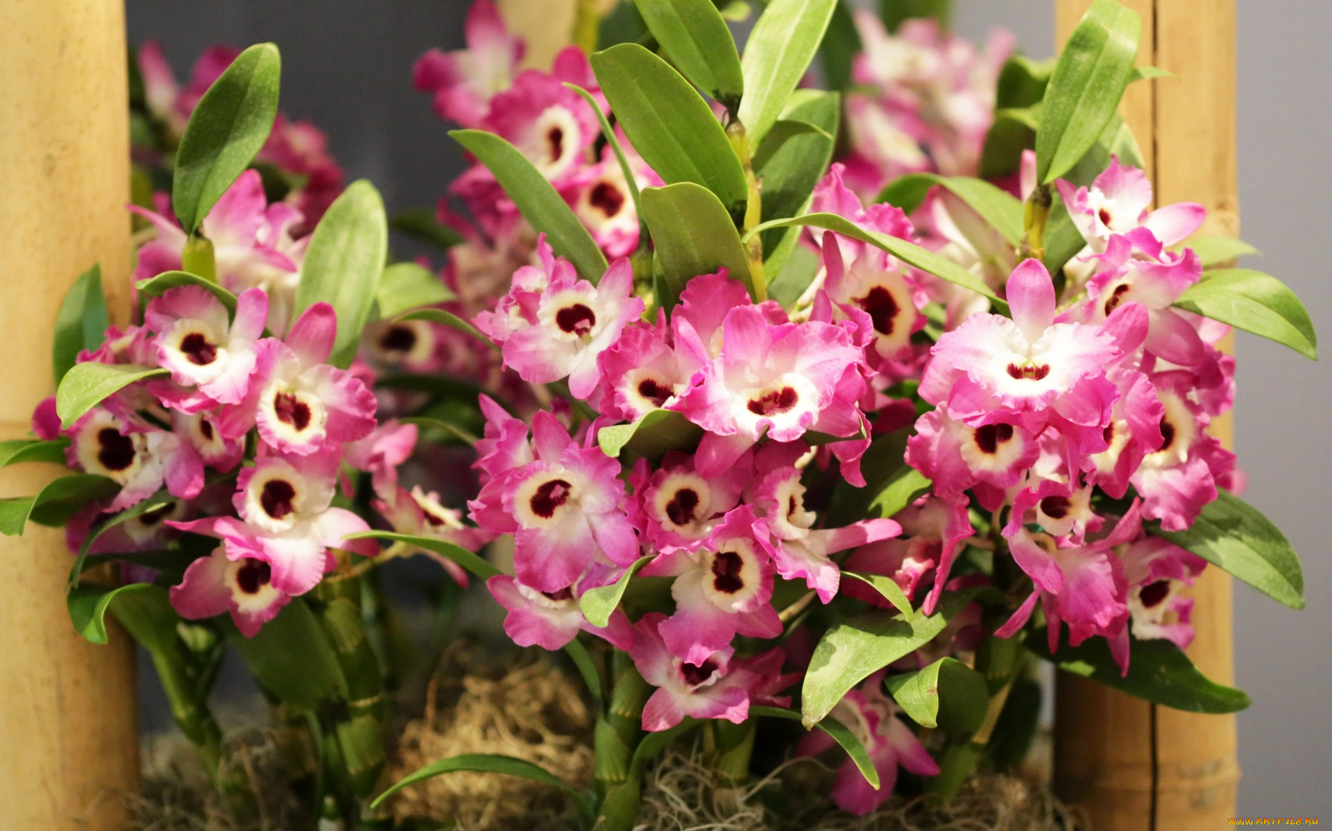 цветы, орхидеи, розовый, цвет