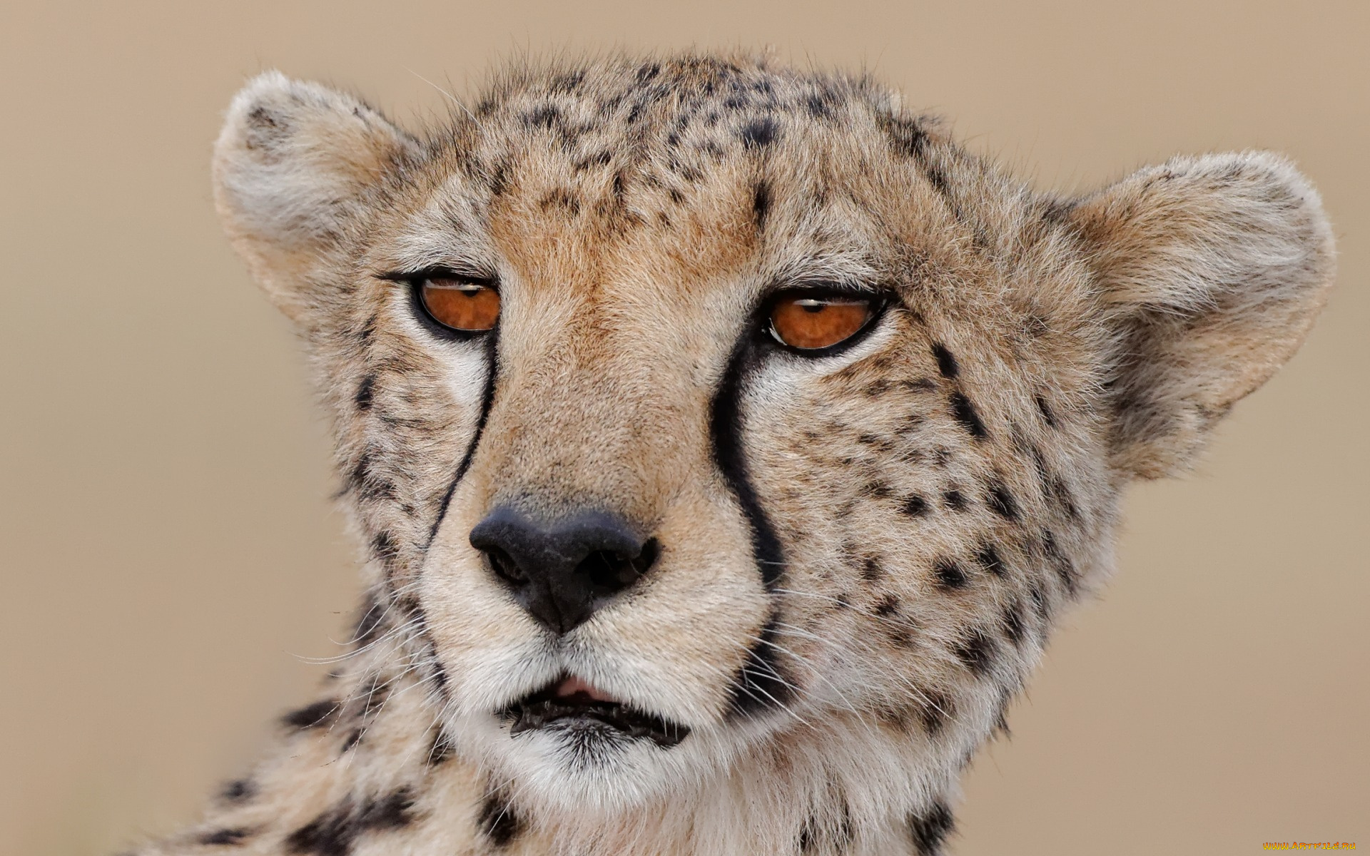 животные, гепарды, морда