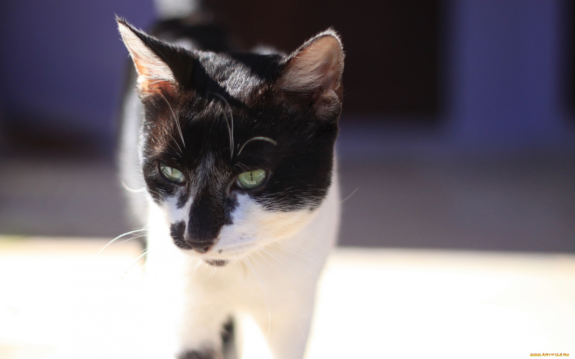 животные, коты, морда