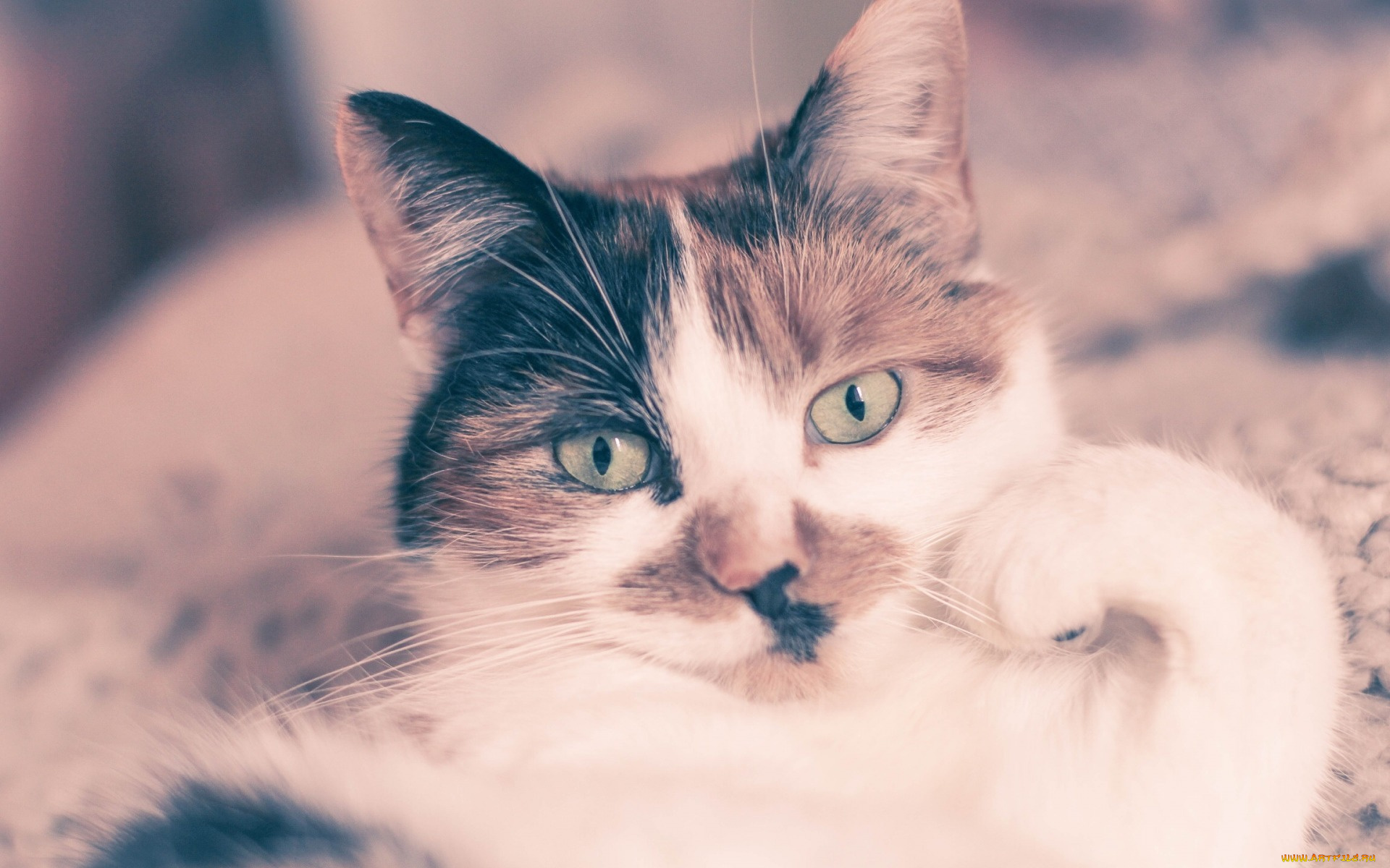 животные, коты, морда