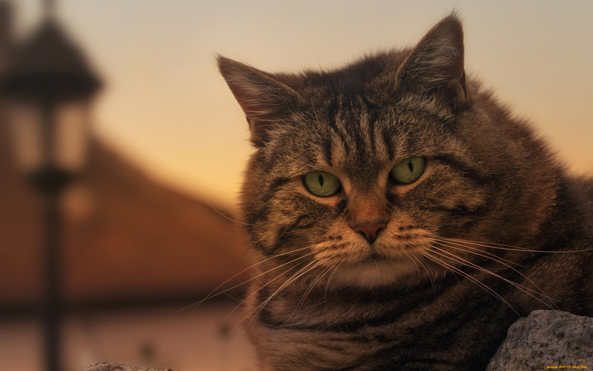 животные, коты, морда, фонарь