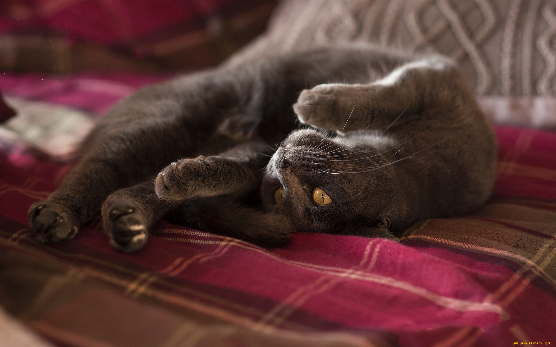 животные, коты, плед, отдых