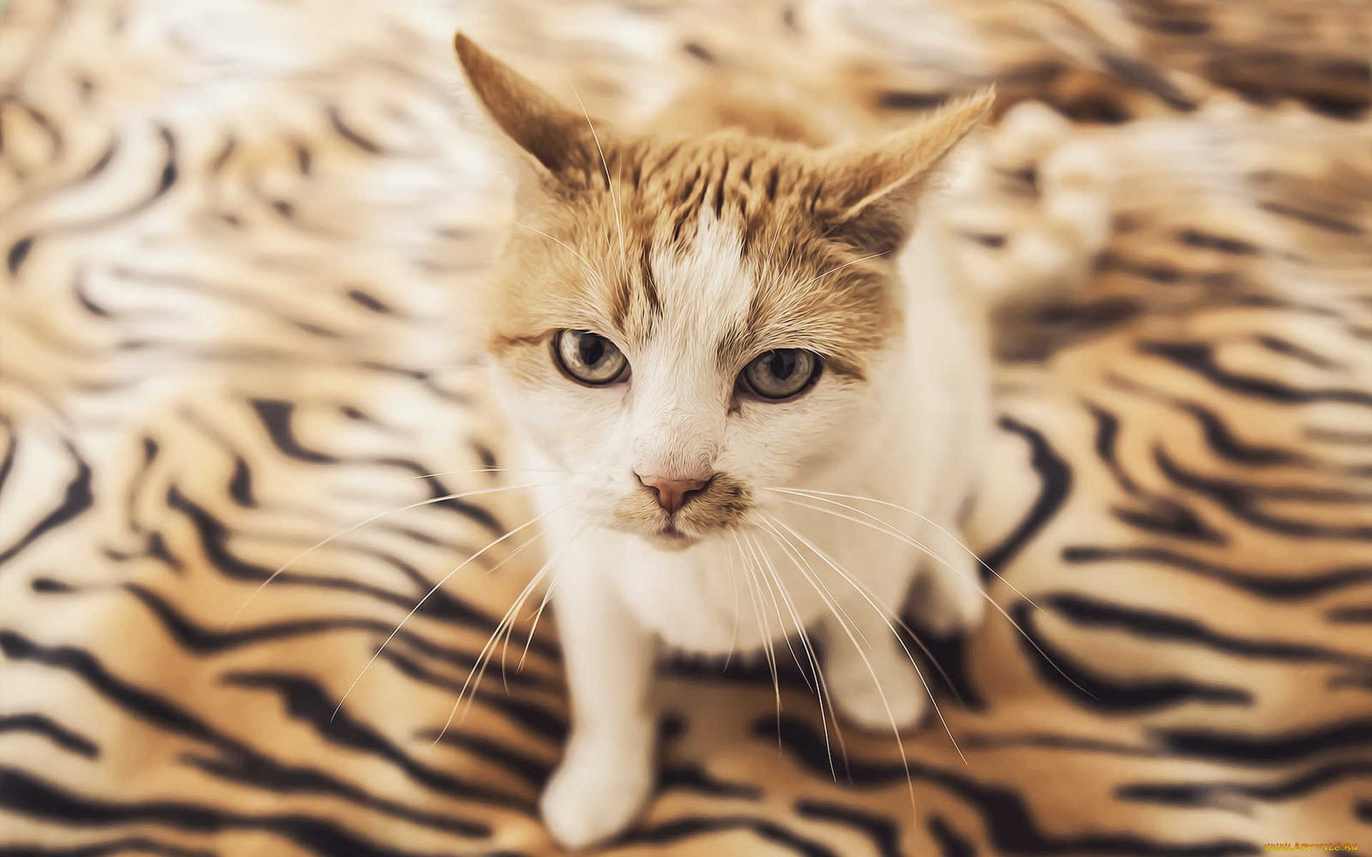 животные, коты, профиль, морда