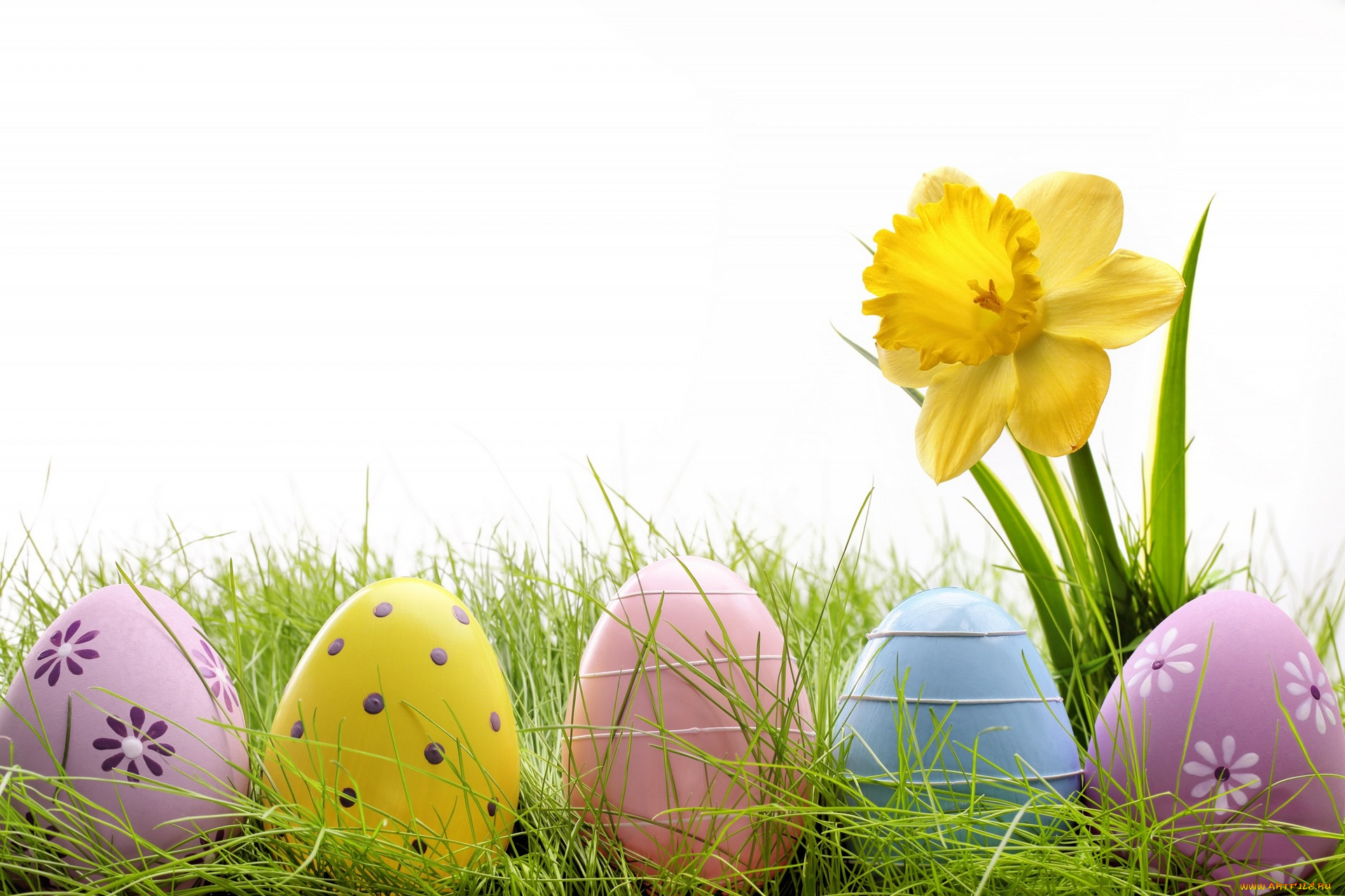 праздничные, пасха, яйцо, нарцисс, белый, фон, трава