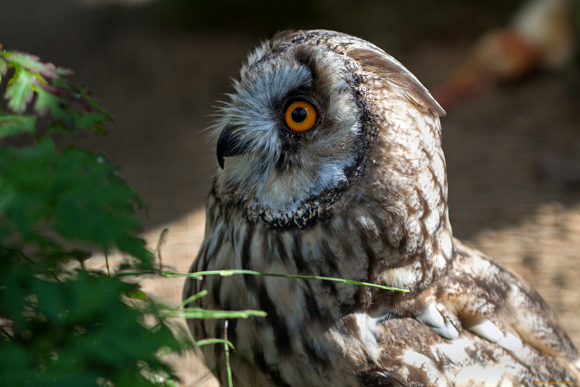 животные, совы, птичка