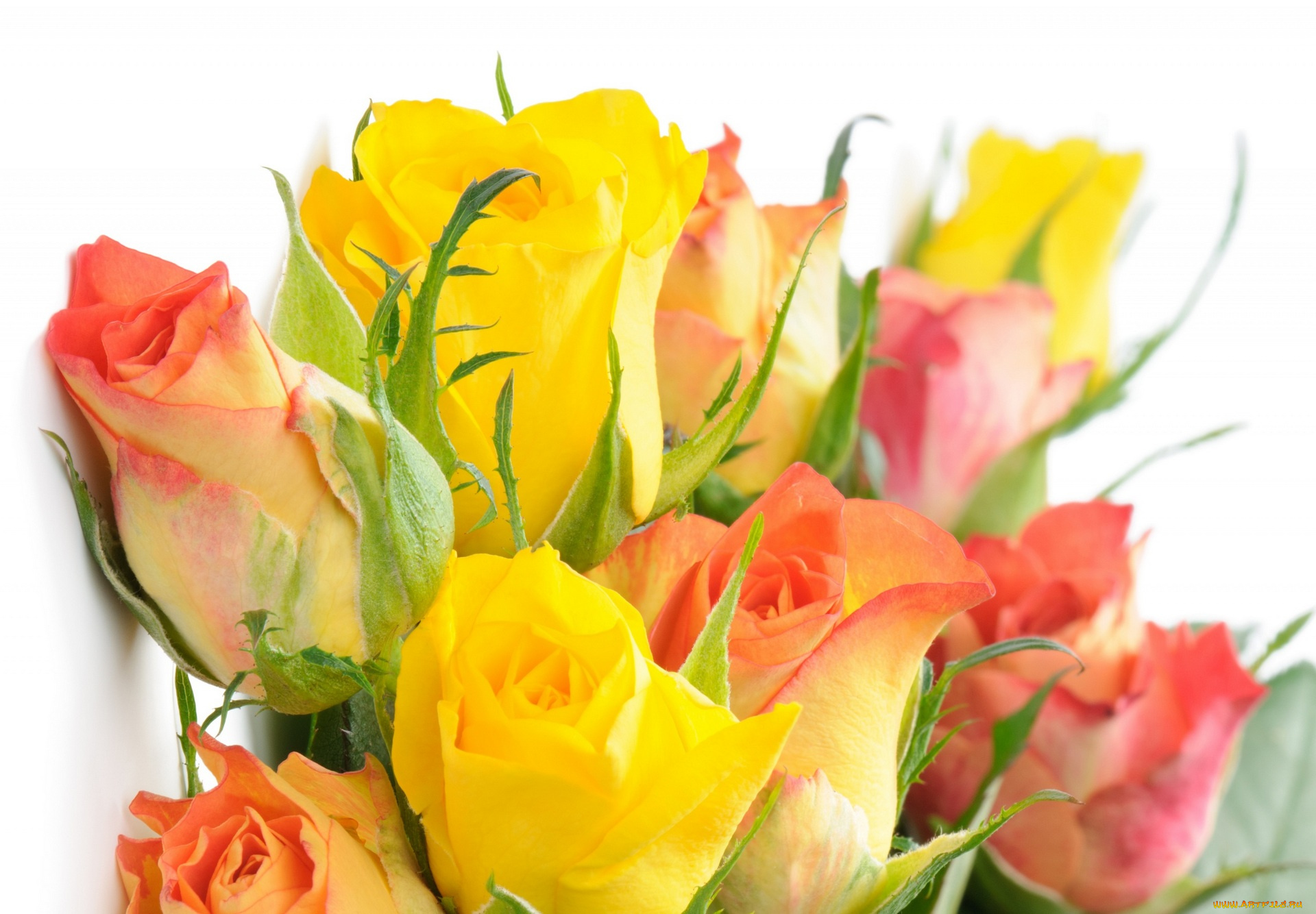 цветы, розы, белый, фон, желтый, цвет