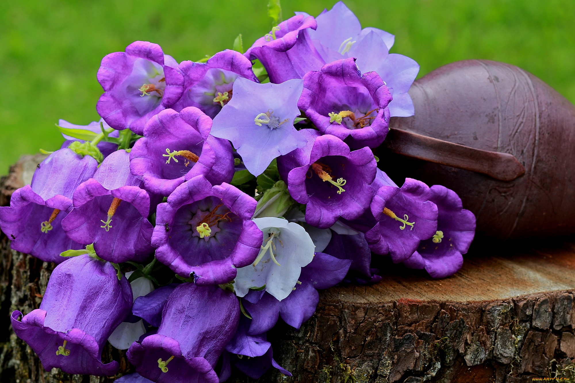 цветы, колокольчики, лето, полевые, натюрморт