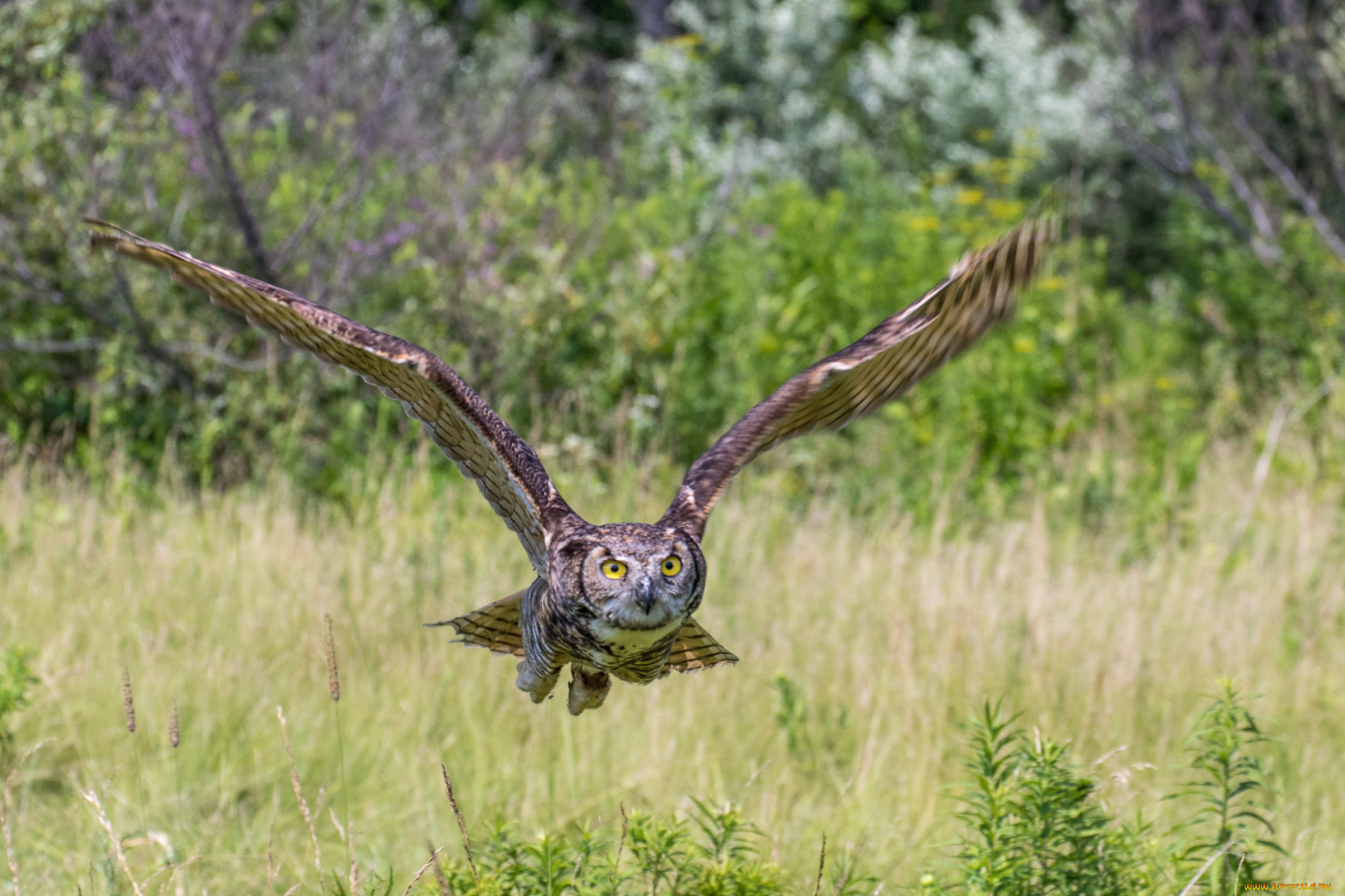 животные, совы, птичка