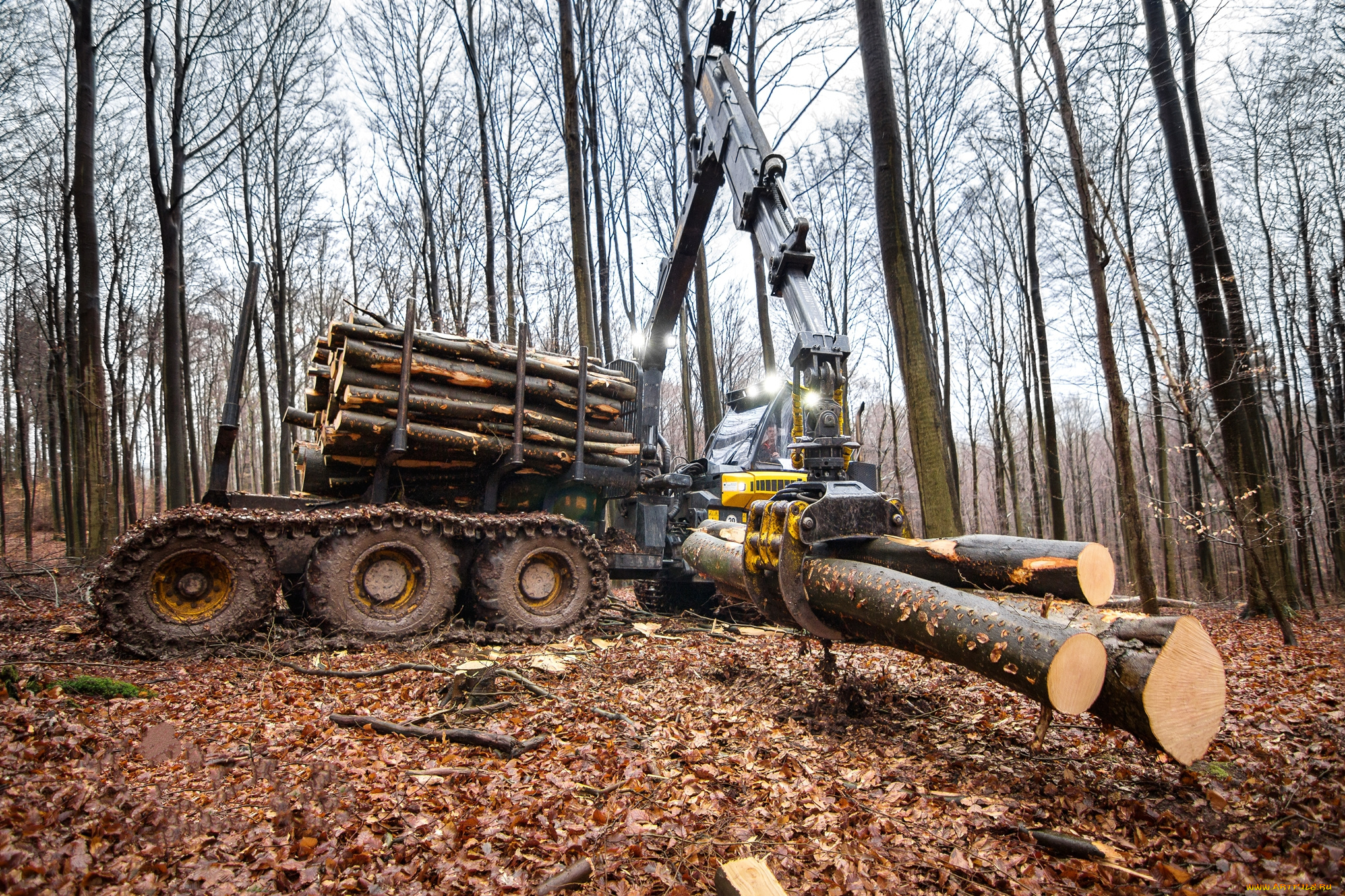 техника, лесоповалочная, техника, лесозаготовка