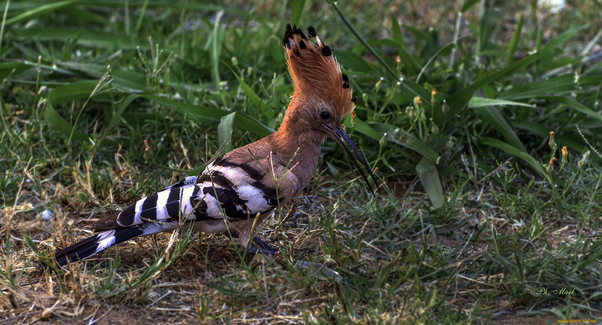 животные, удоды, птичка
