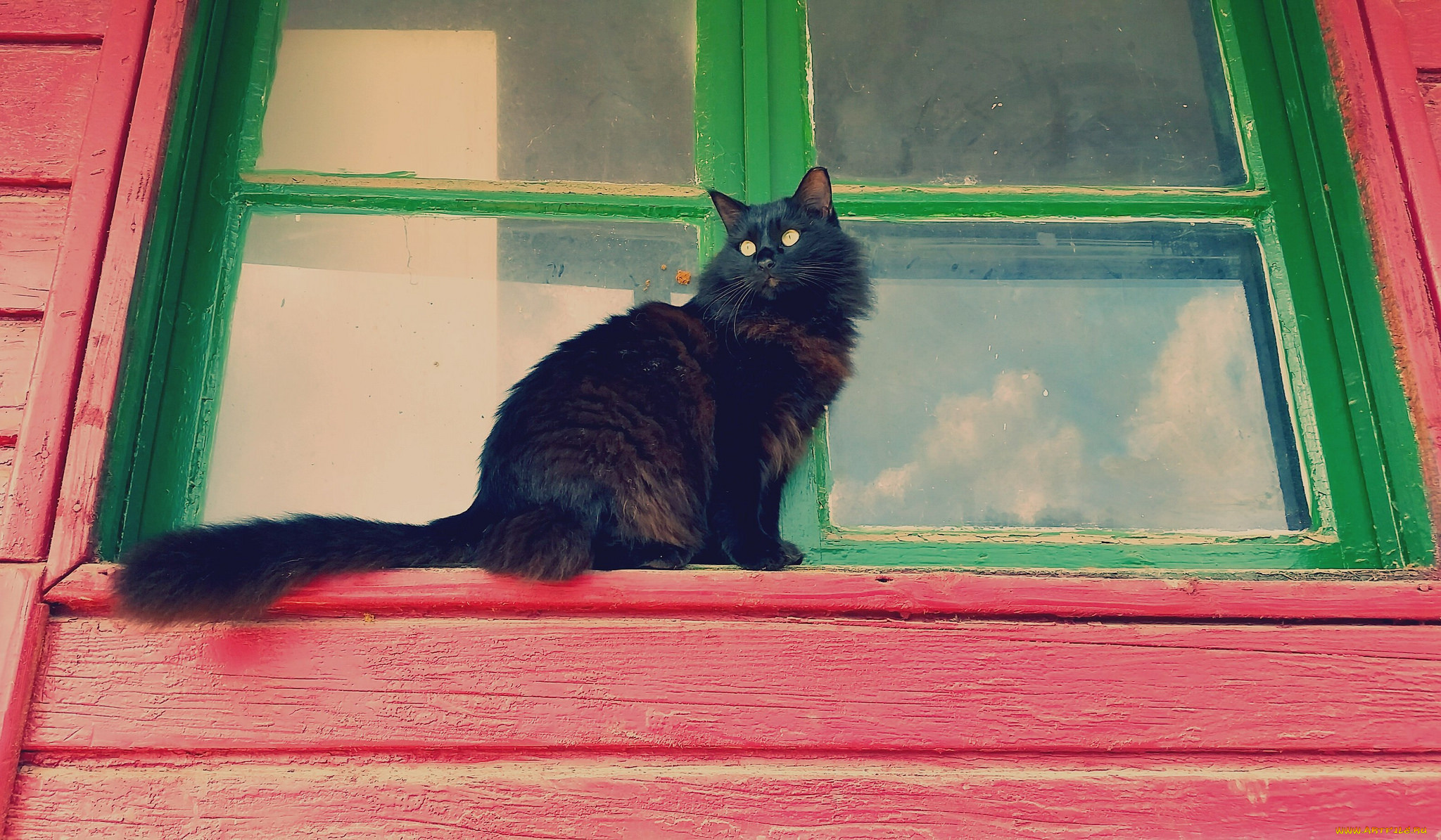 животные, коты, отражение, окно, черный, цвет