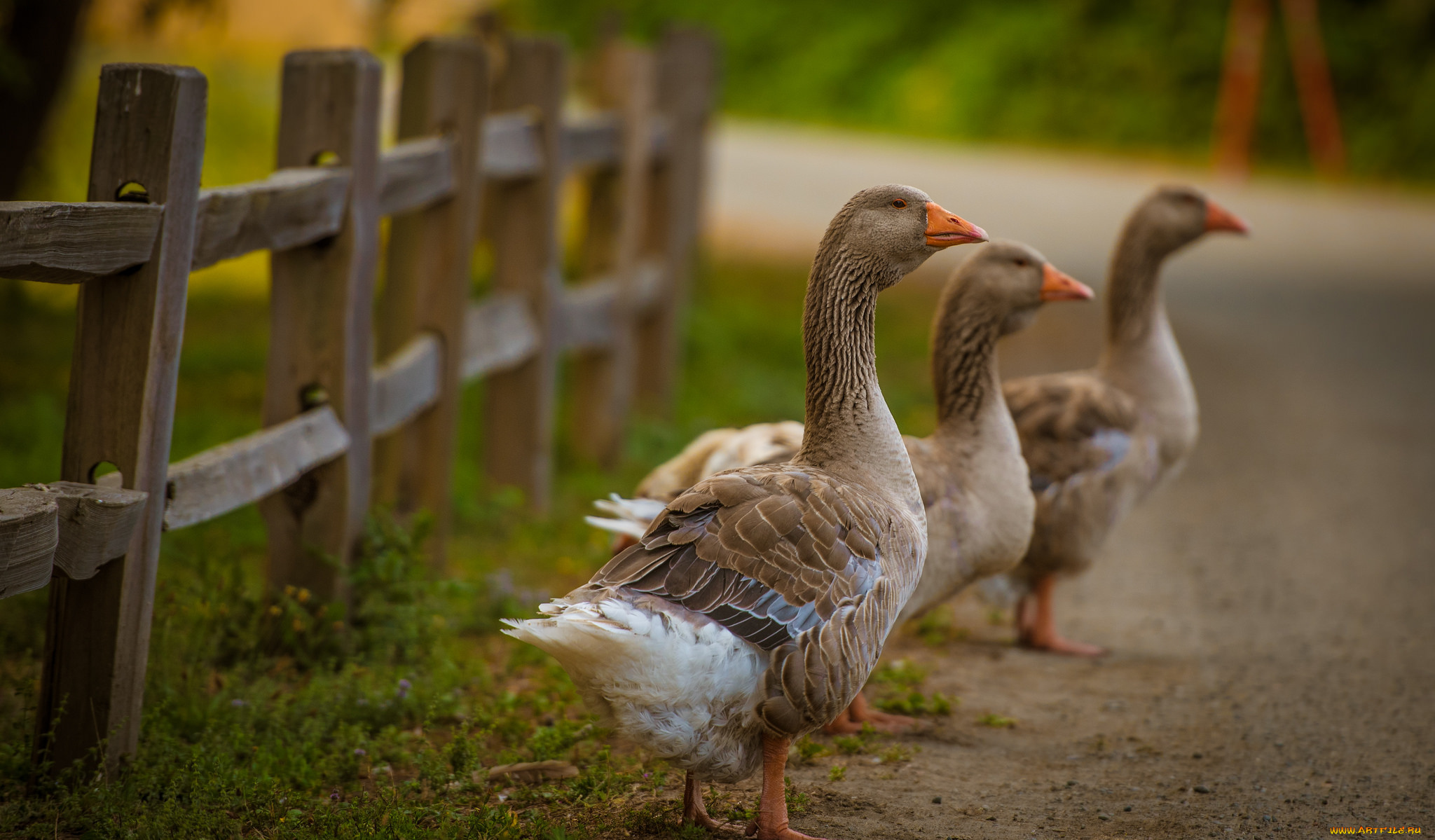 животные, гуси, птичка