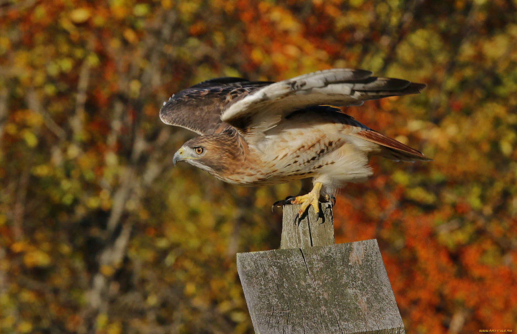 животные, птицы, -, хищники, птичка