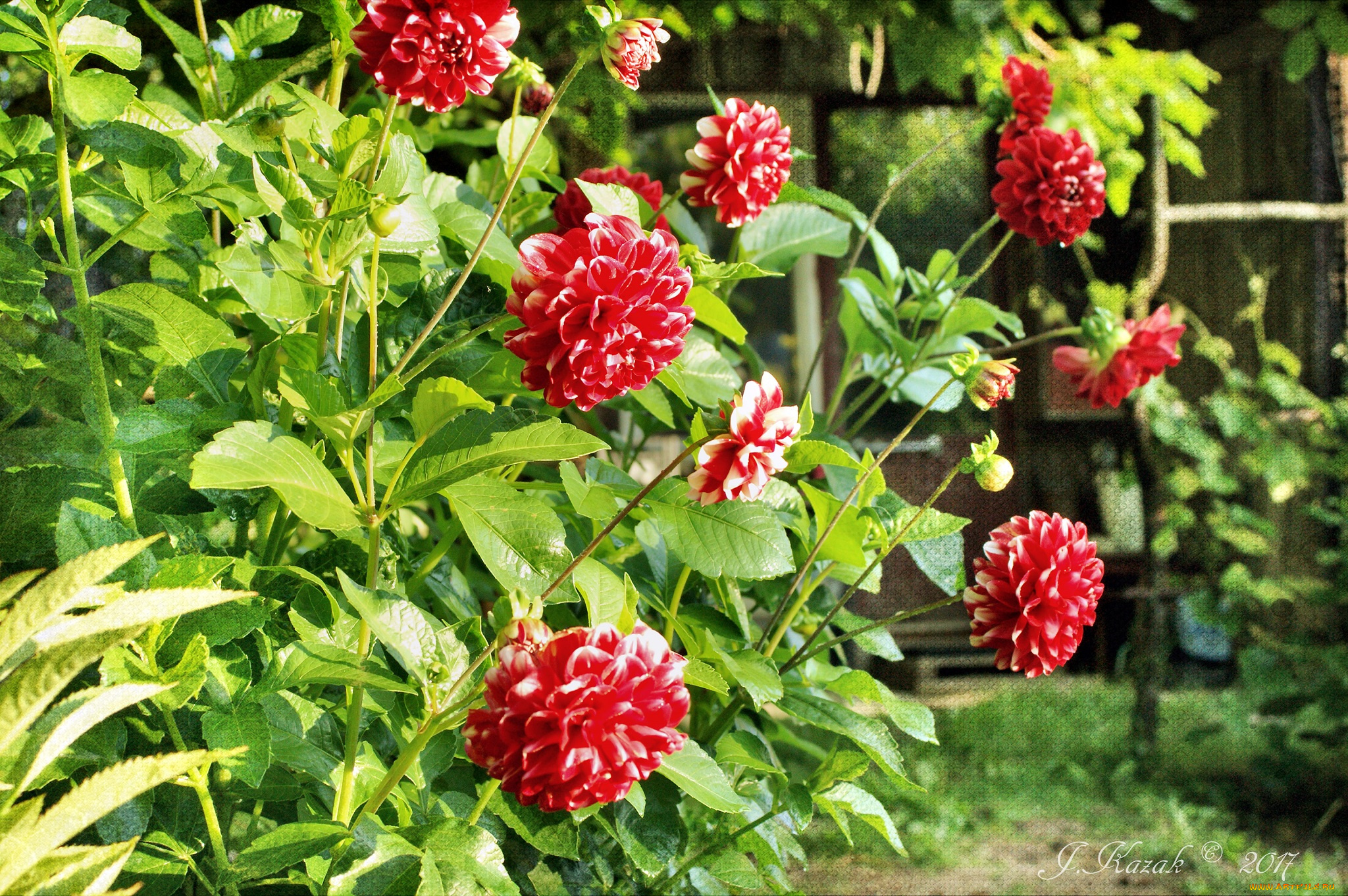 цветы, георгины, дача