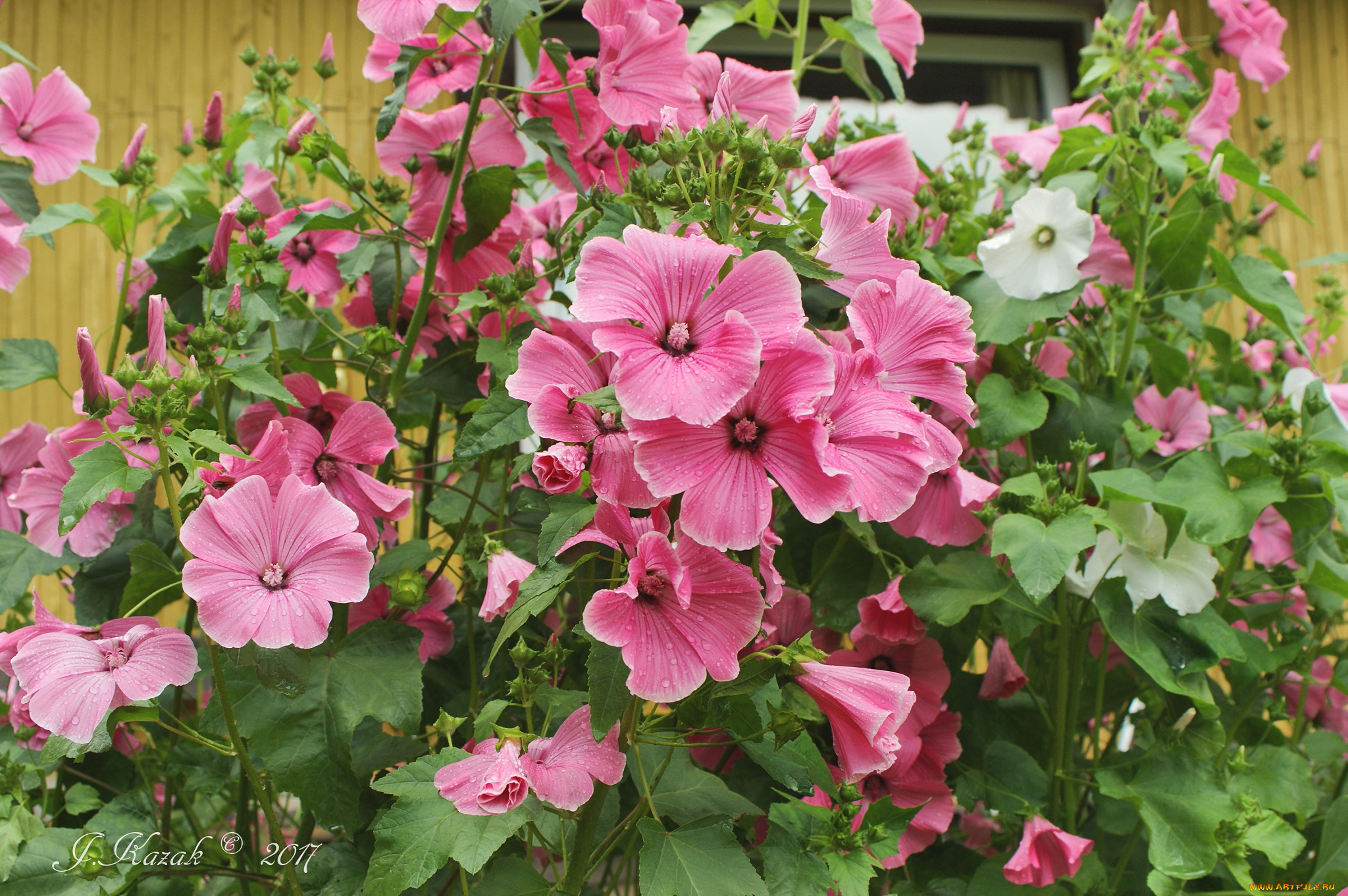 цветы, мальвы, цветник, деревня, сад, дача