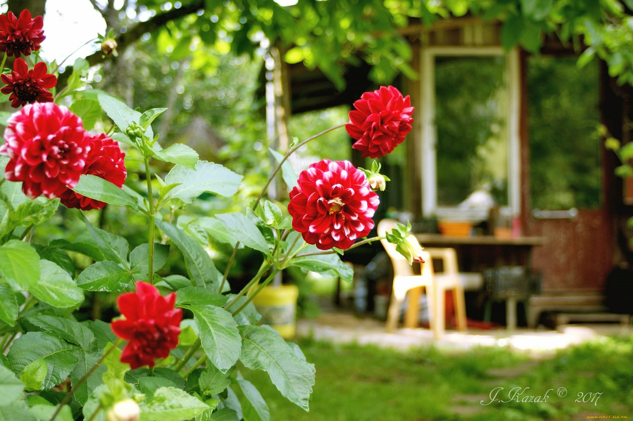 цветы, георгины, дача