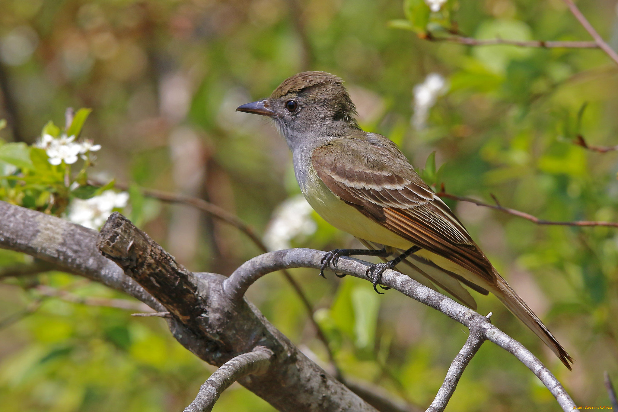 животные, птицы, птичка
